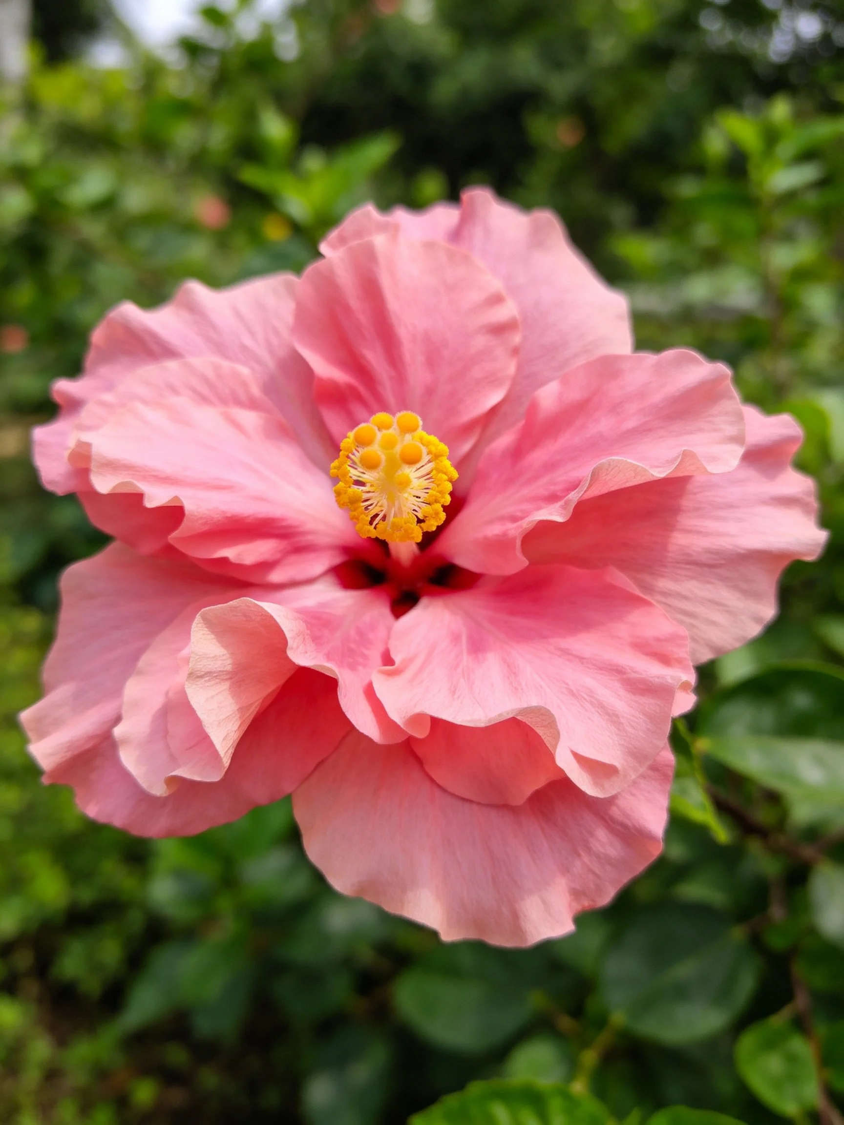 A vibrant pink hibiscus flower with layered petals and yellow center
