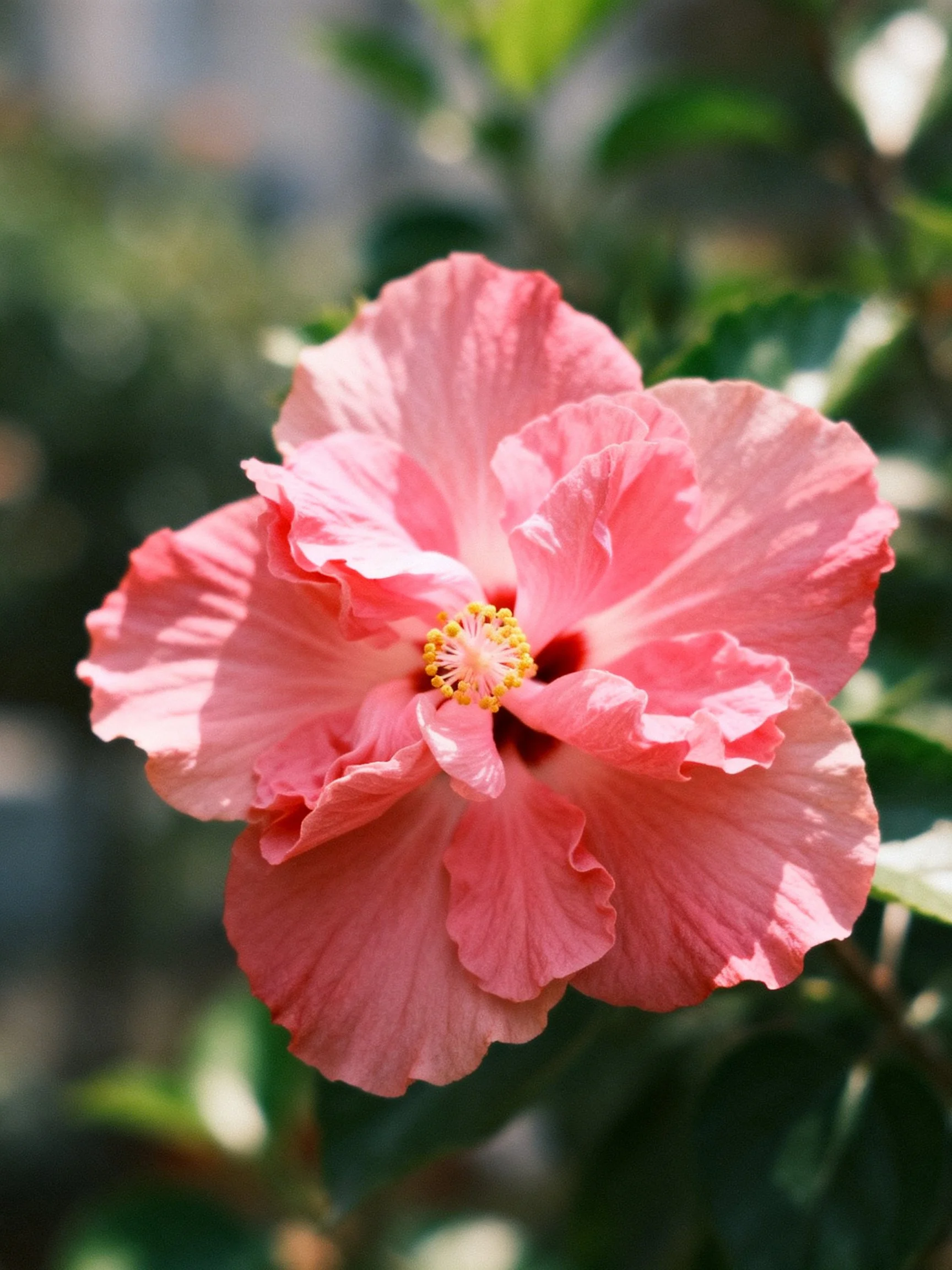 A vibrant pink hibiscus flower with layered petals
