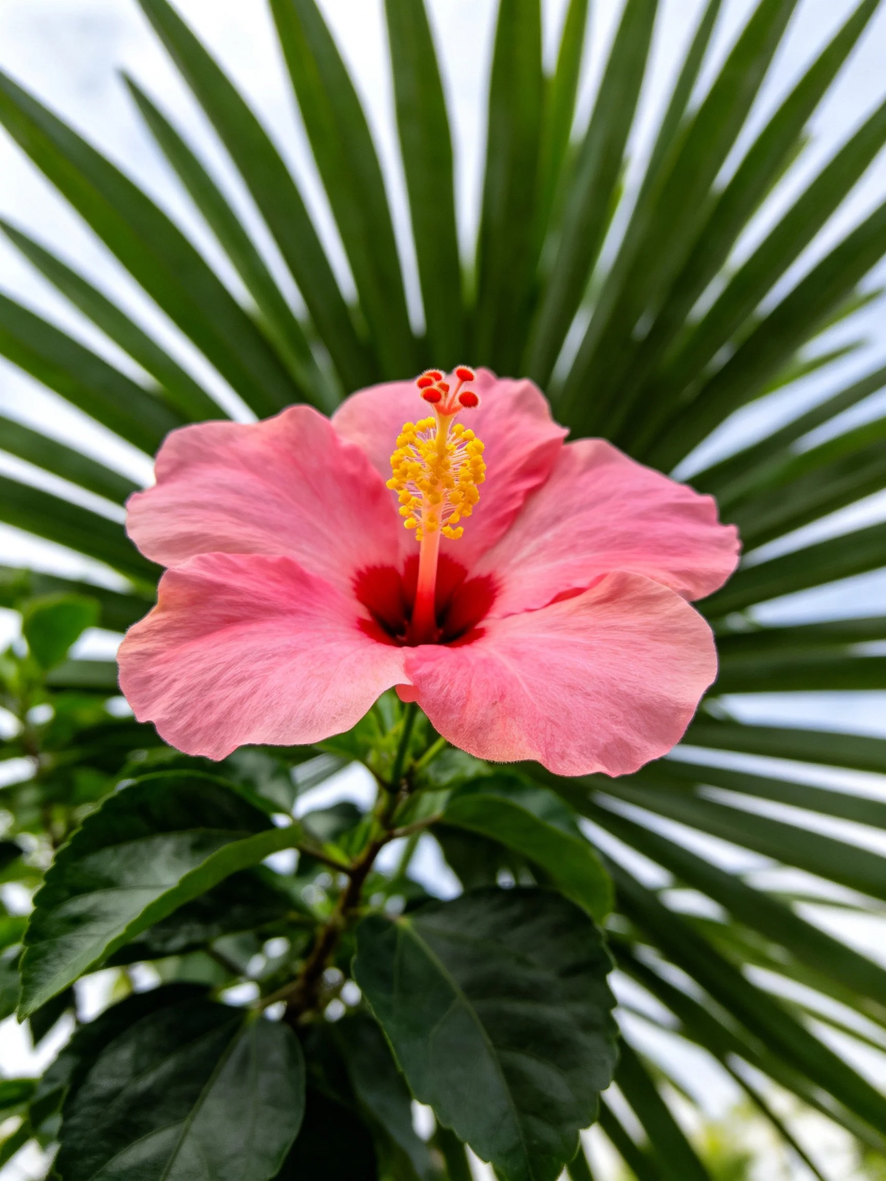 A vibrant pink hibiscus flower with lush green foliage