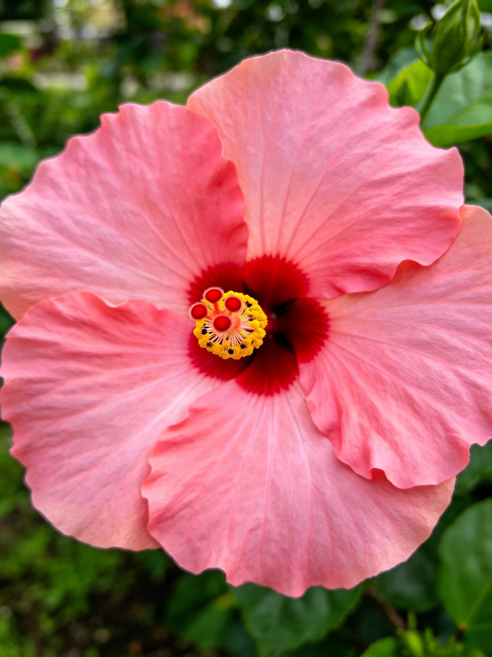 A vibrant pink hibiscus flower with red center and yellow stamens