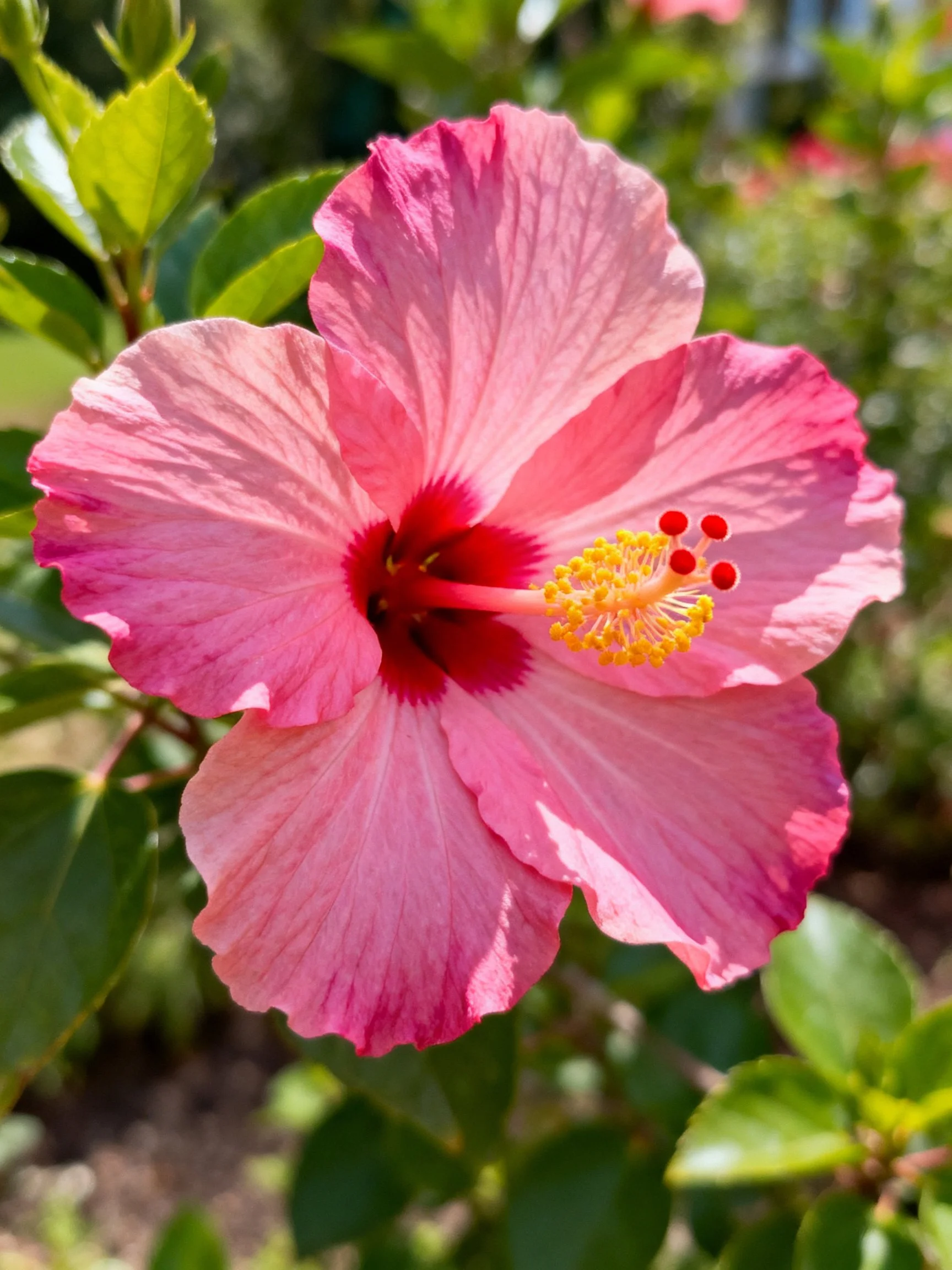 A vibrant pink hibiscus flower with red center and yellow stamens