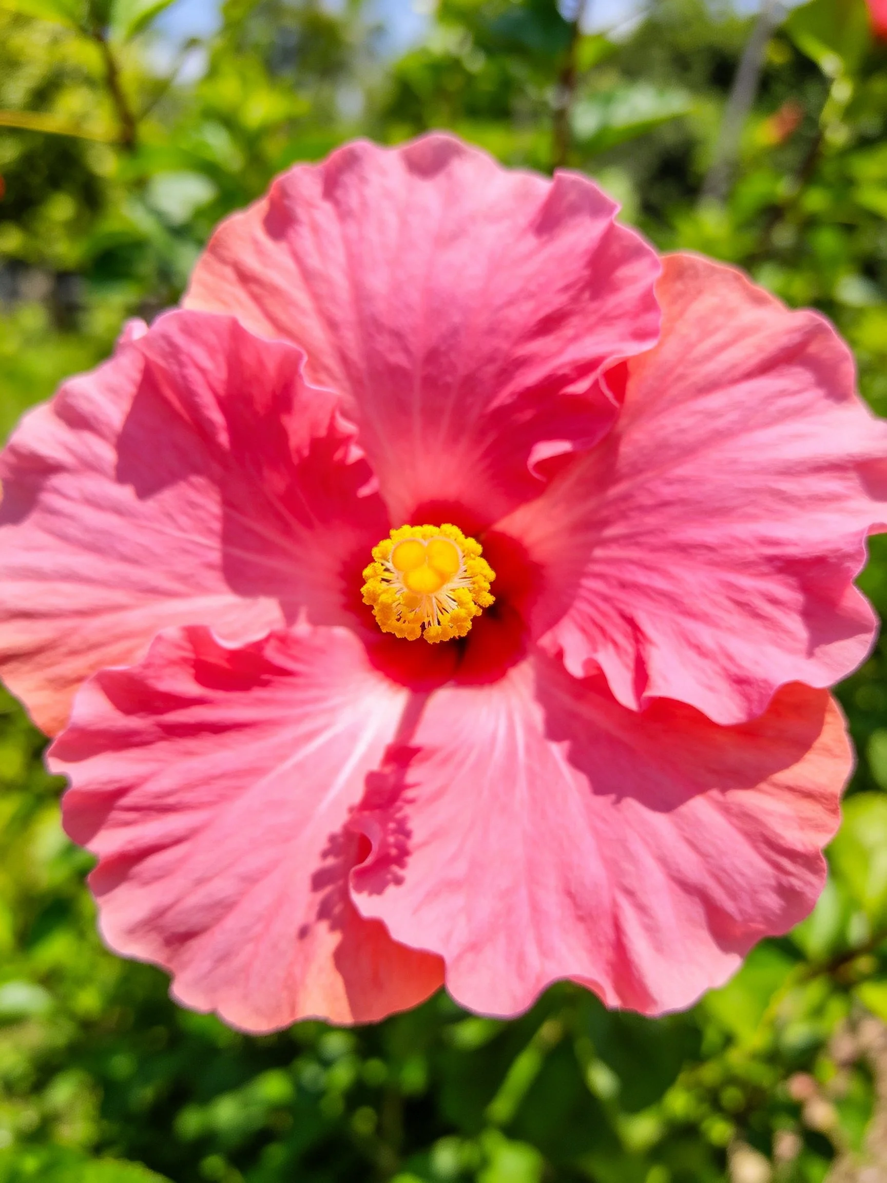 A vibrant pink hibiscus flower with ruffled petals