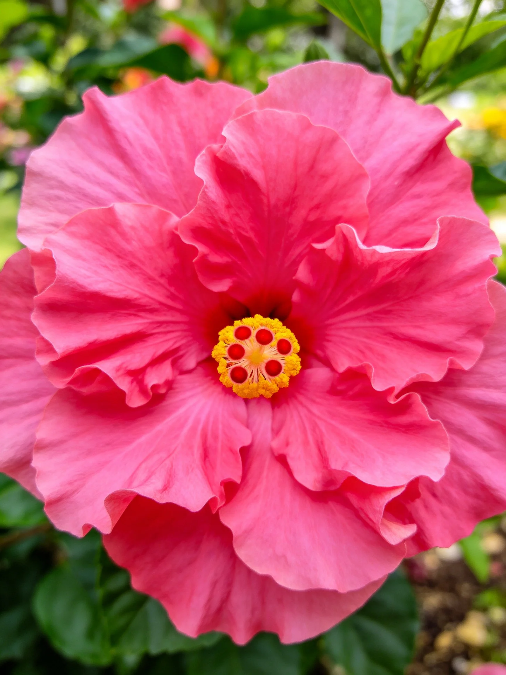 A vibrant pink hibiscus flower with ruffled petals and bright center