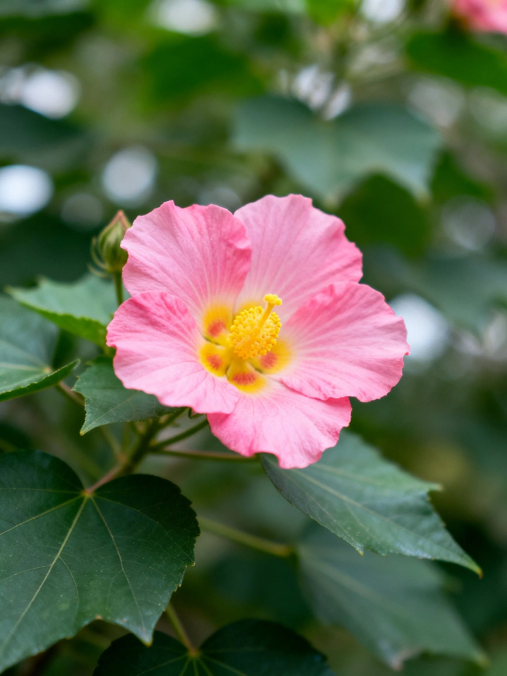 A vibrant pink hibiscus flower with yellow center and green foliage