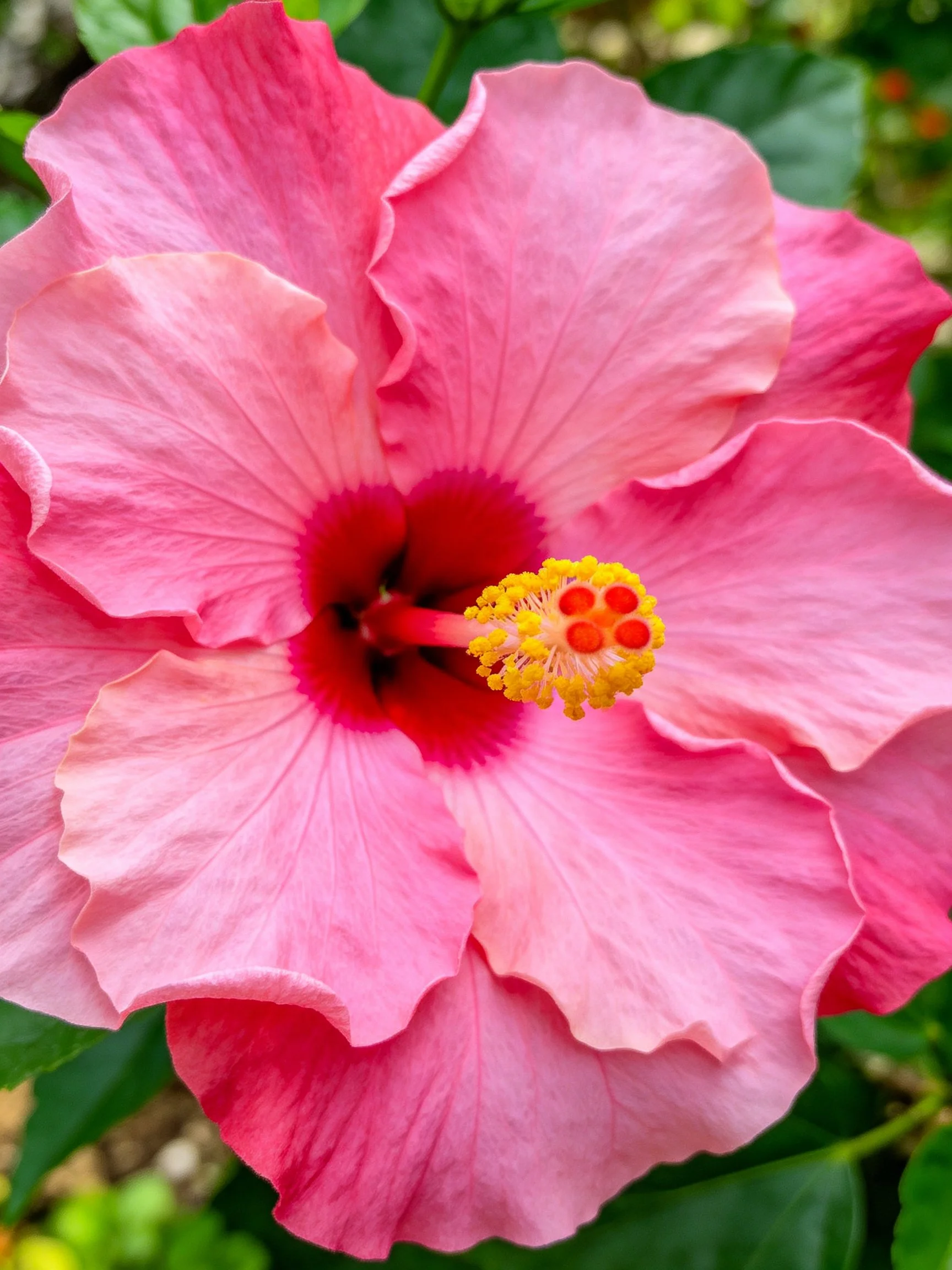 A vibrant pink hibiscus with layered petals and bright stamens