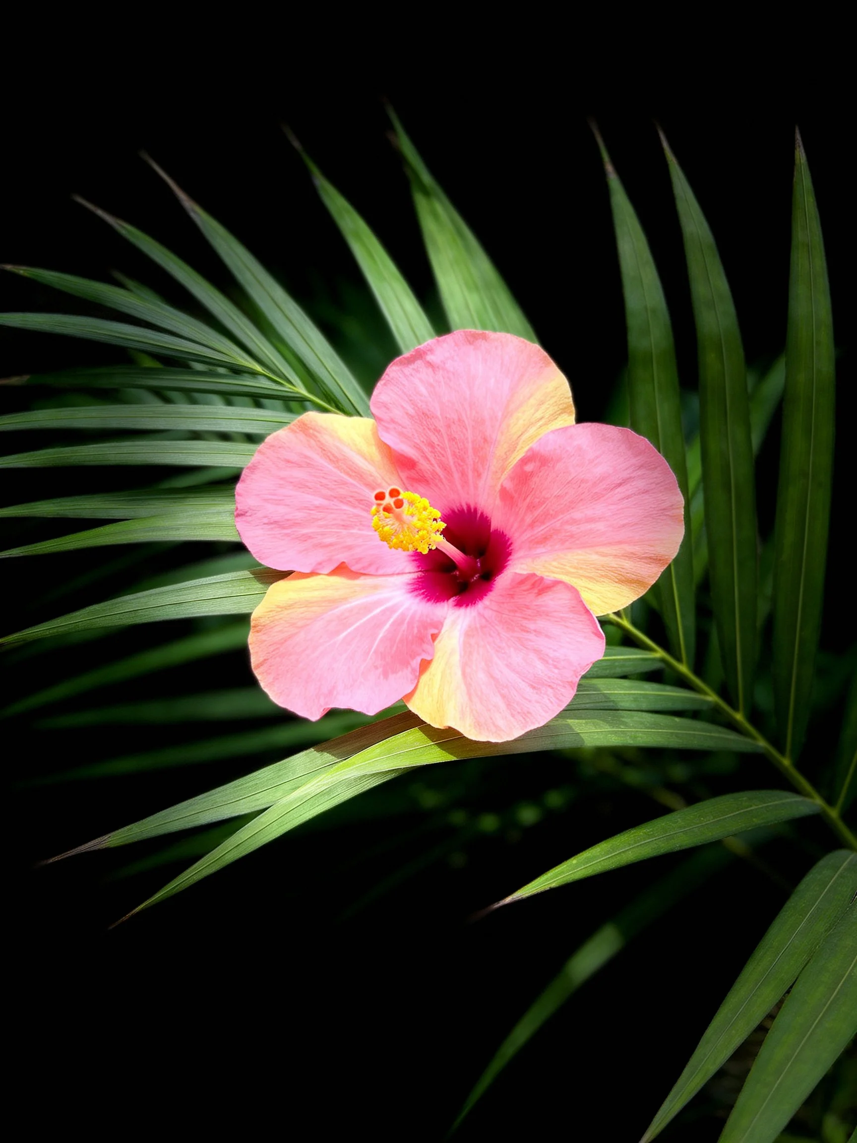 A vibrant pink hibiscus with yellow accents amid green palm leaves
