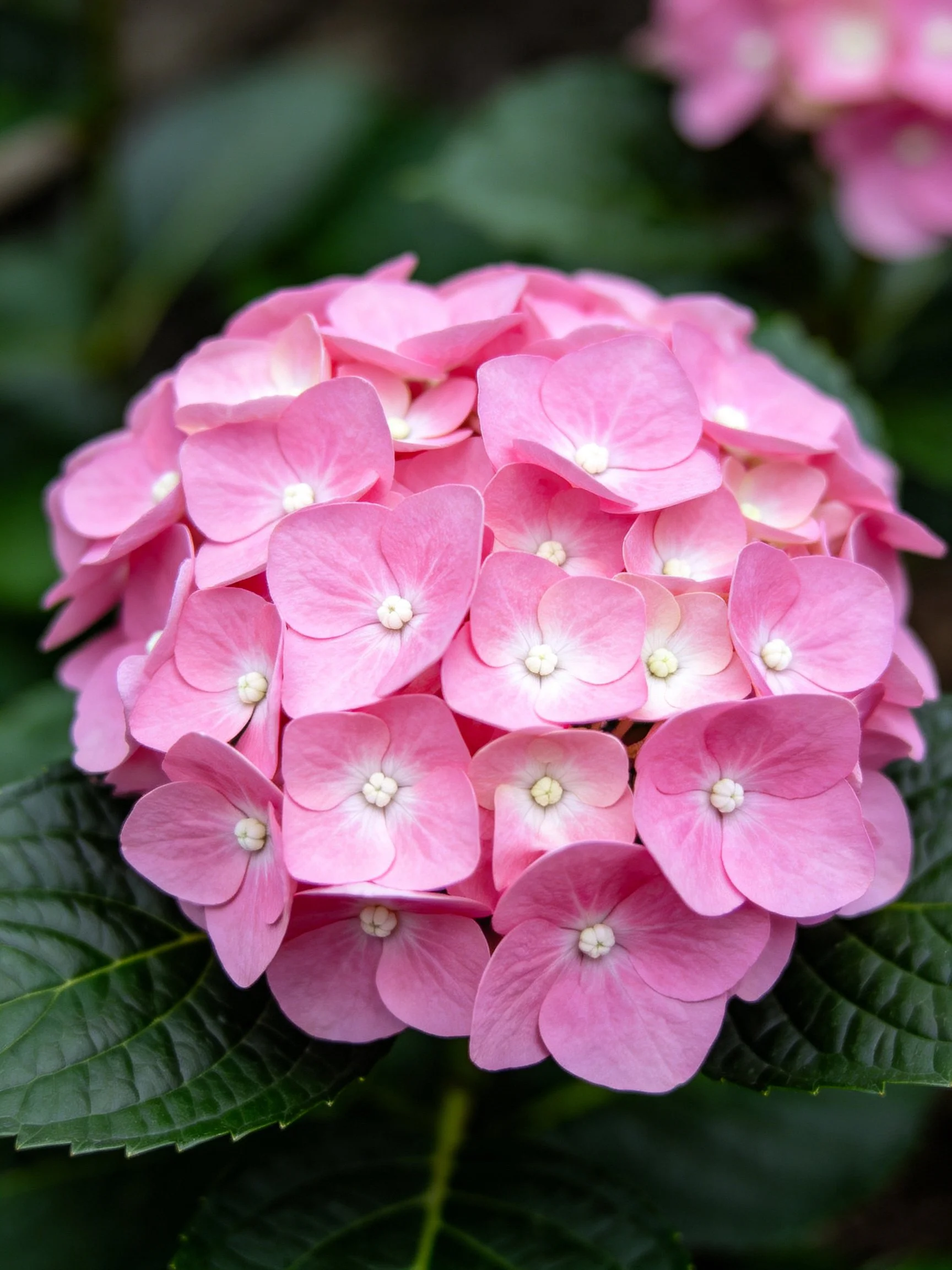A vibrant pink hydrangea cluster surrounded by dark green leaves