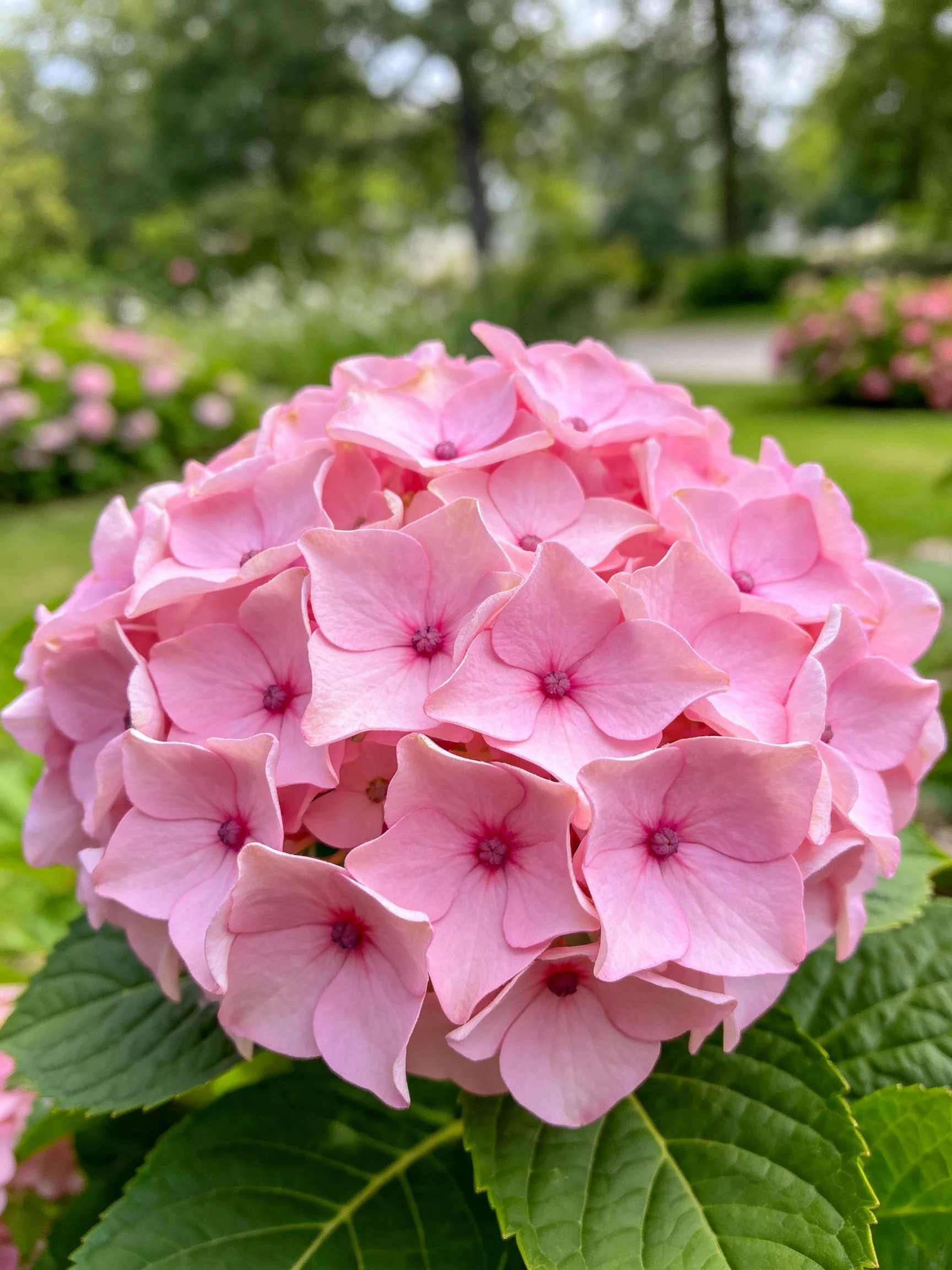 A vibrant pink hydrangea cluster with lush green leaves
