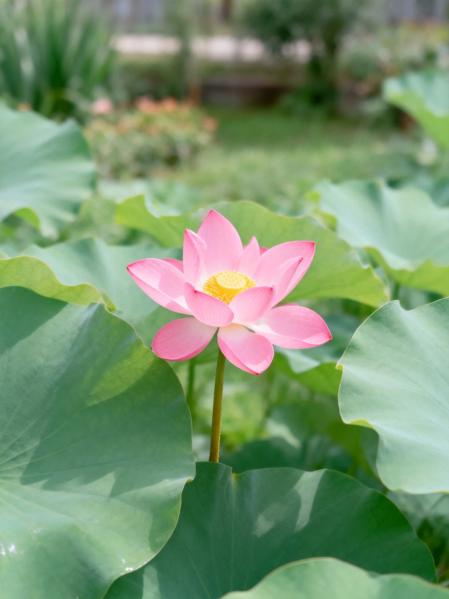 A vibrant pink lotus blooming among large green leaves