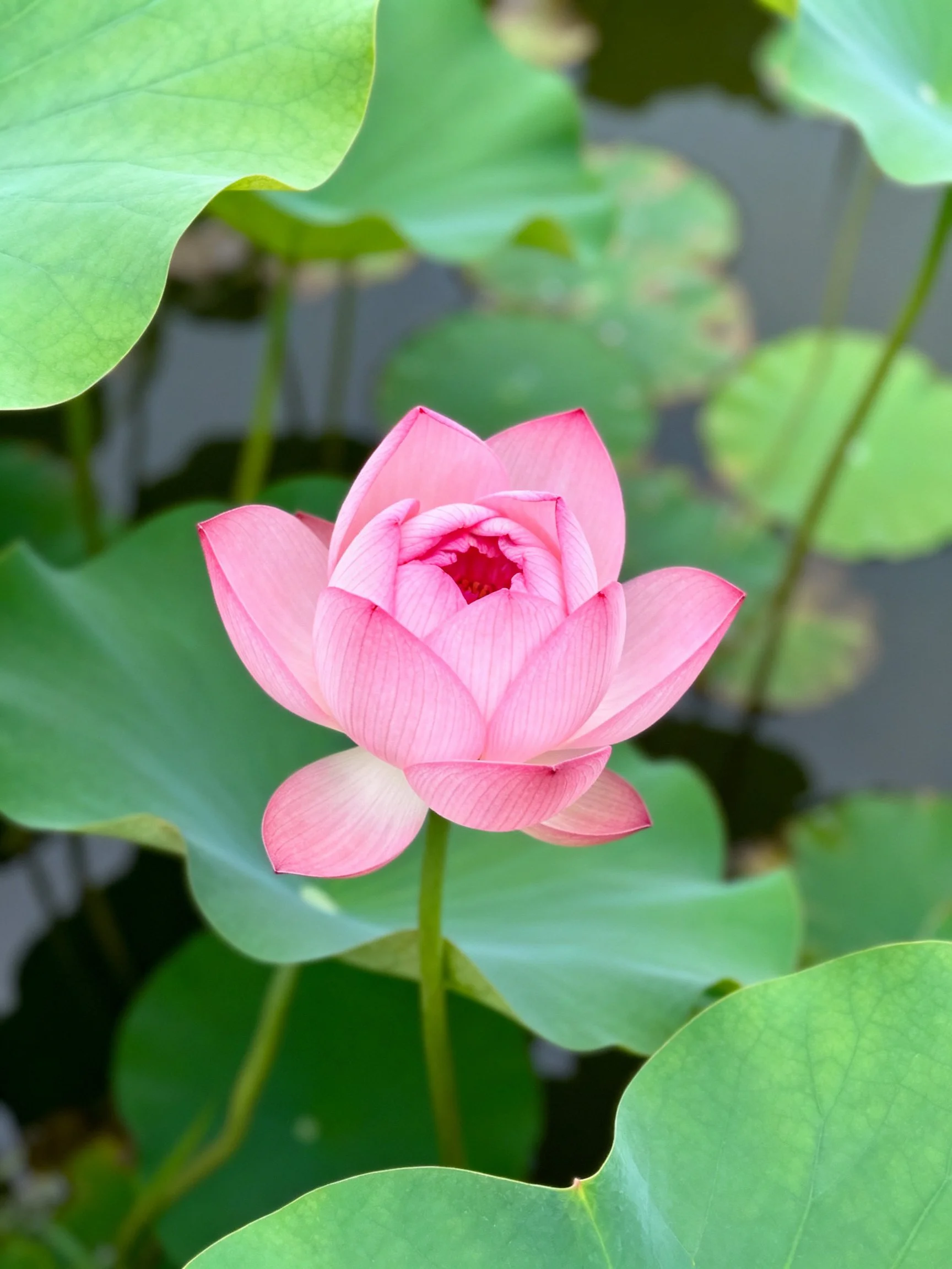 A vibrant pink lotus blooming among large green lily pads