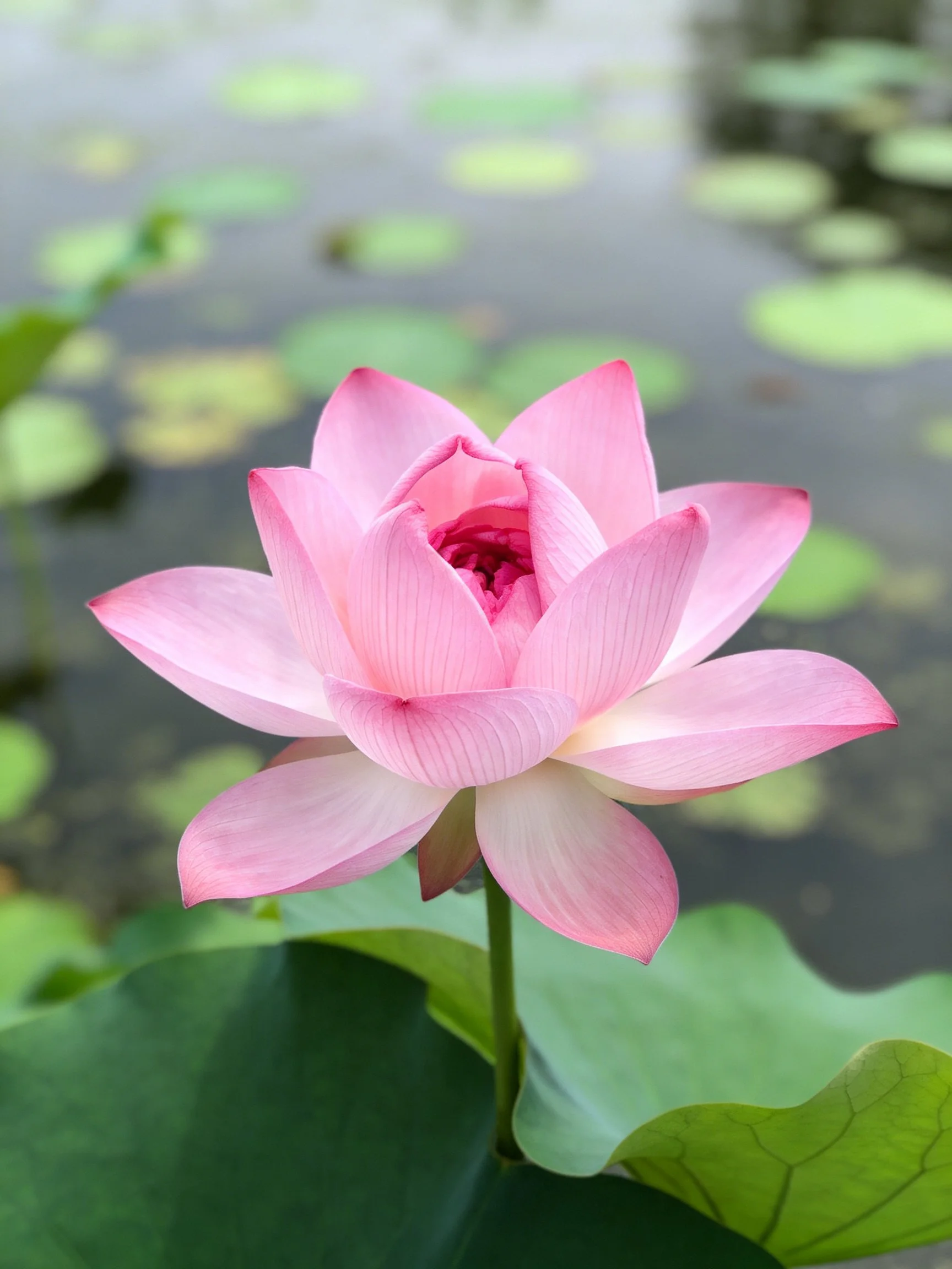 A vibrant pink lotus blooms amid green lily pads by still water