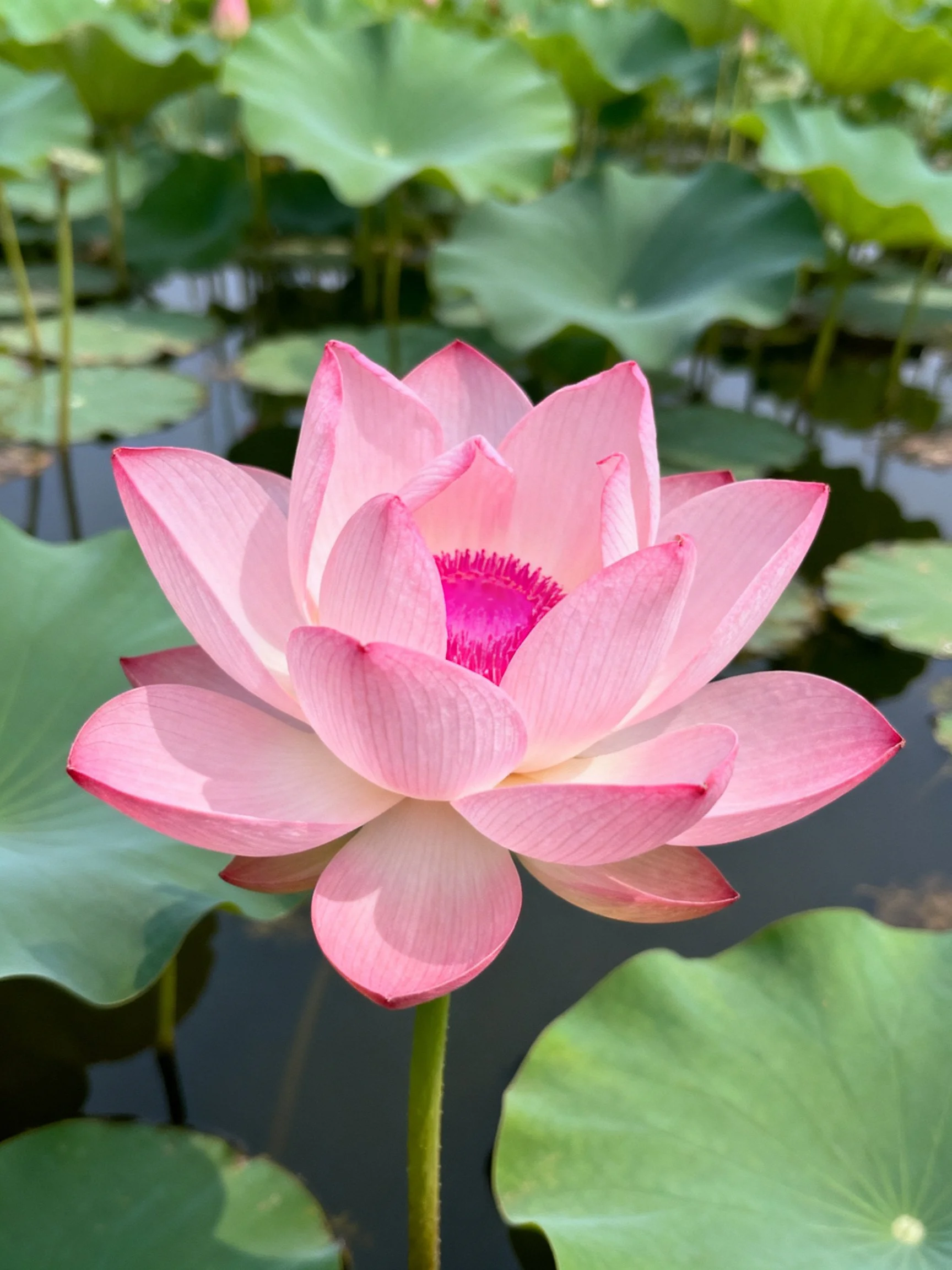 A vibrant pink lotus blooms amid large green lily pads over dark water