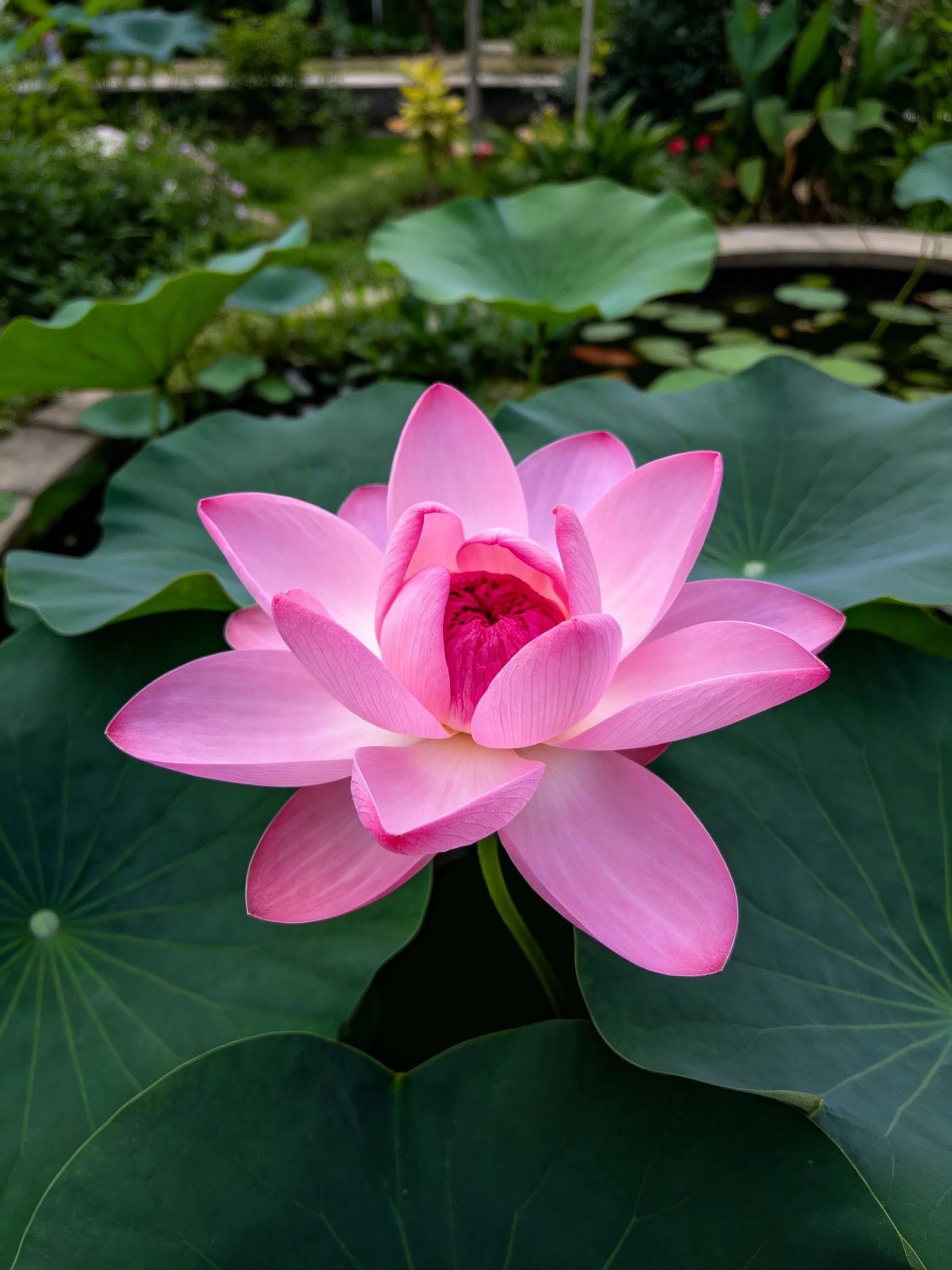 A vibrant pink lotus blooms amid large green lily pads