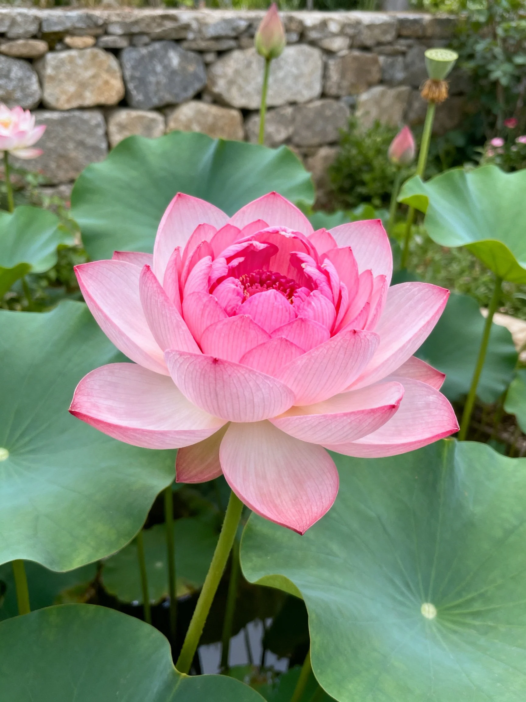 A vibrant pink lotus blooms among broad green leaves near a stone wall