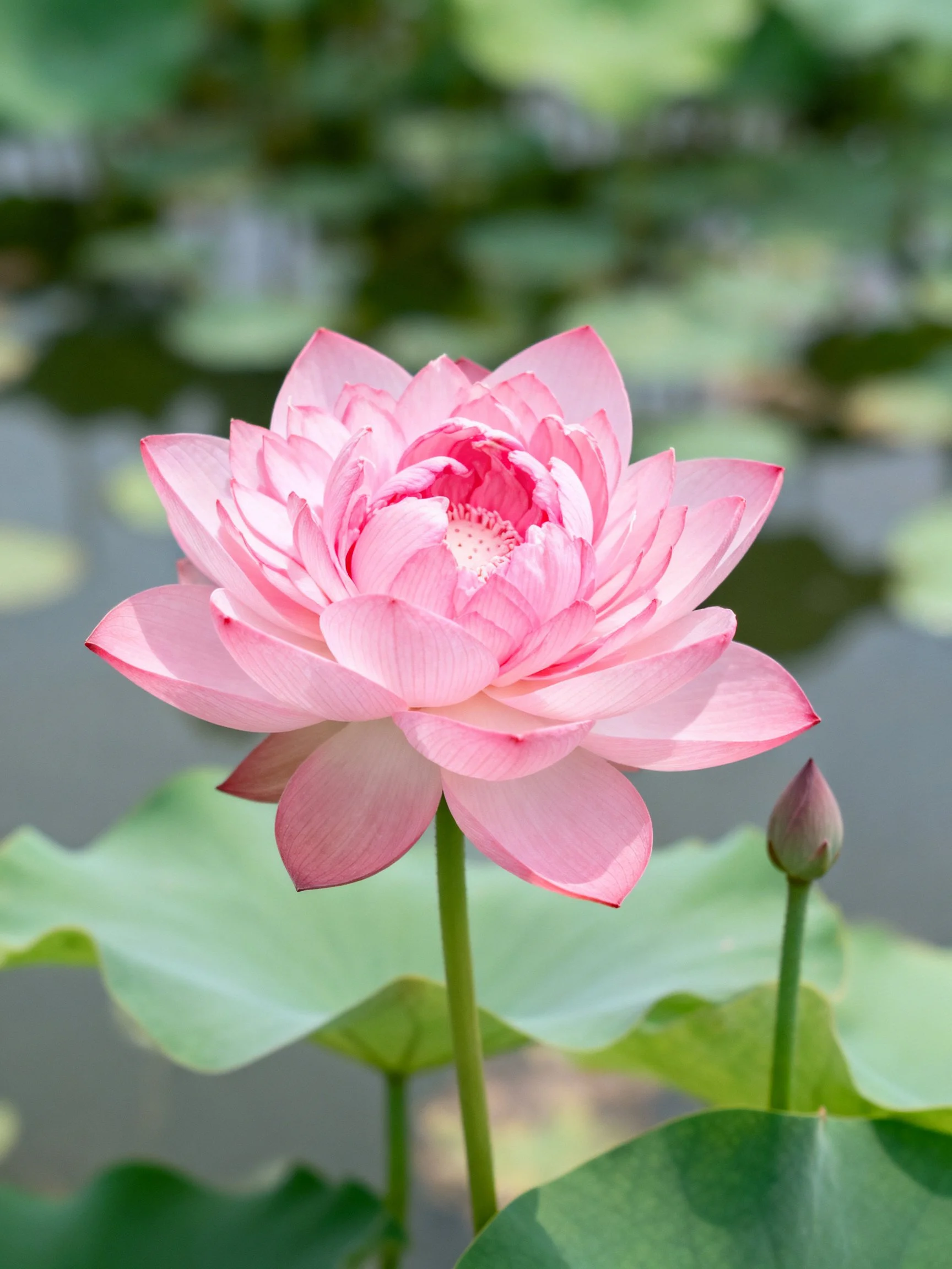 A vibrant pink lotus blooms beside a closed bud near large green leaves