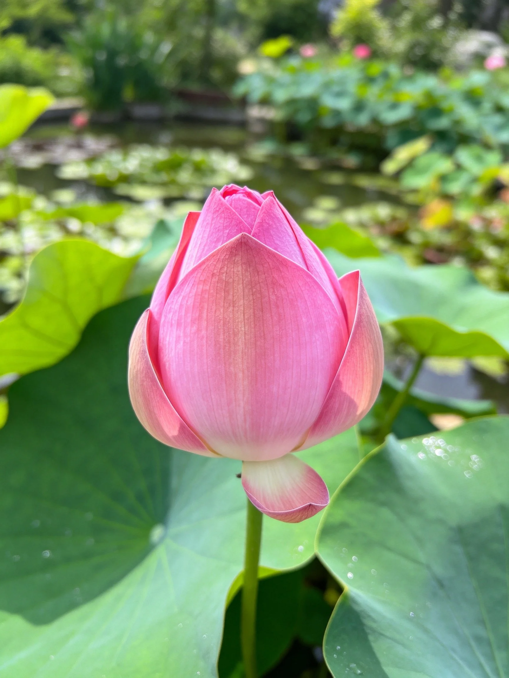 A vibrant pink lotus bud amidst large green leaves