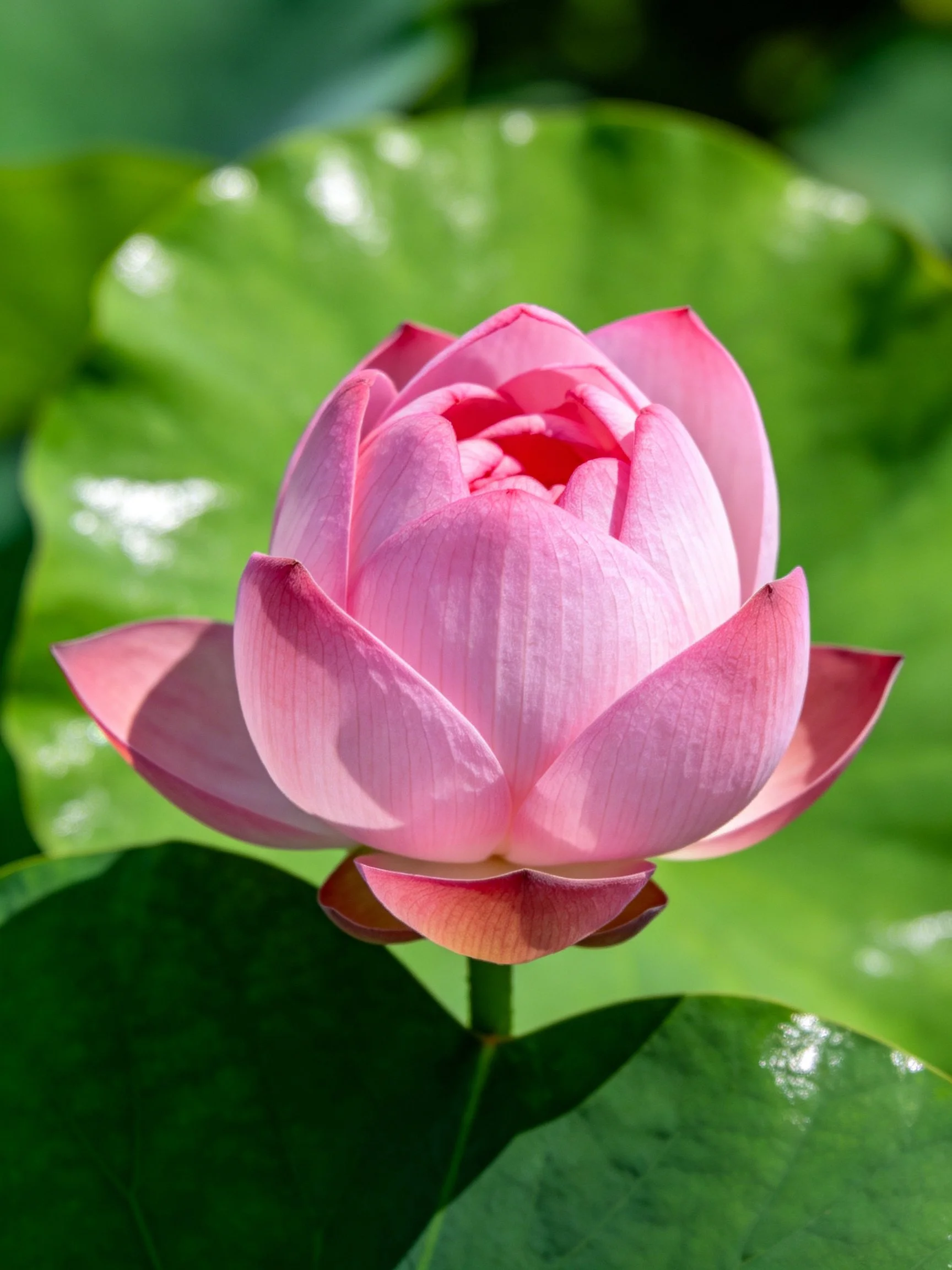 A vibrant pink lotus bud surrounded by broad green leaves