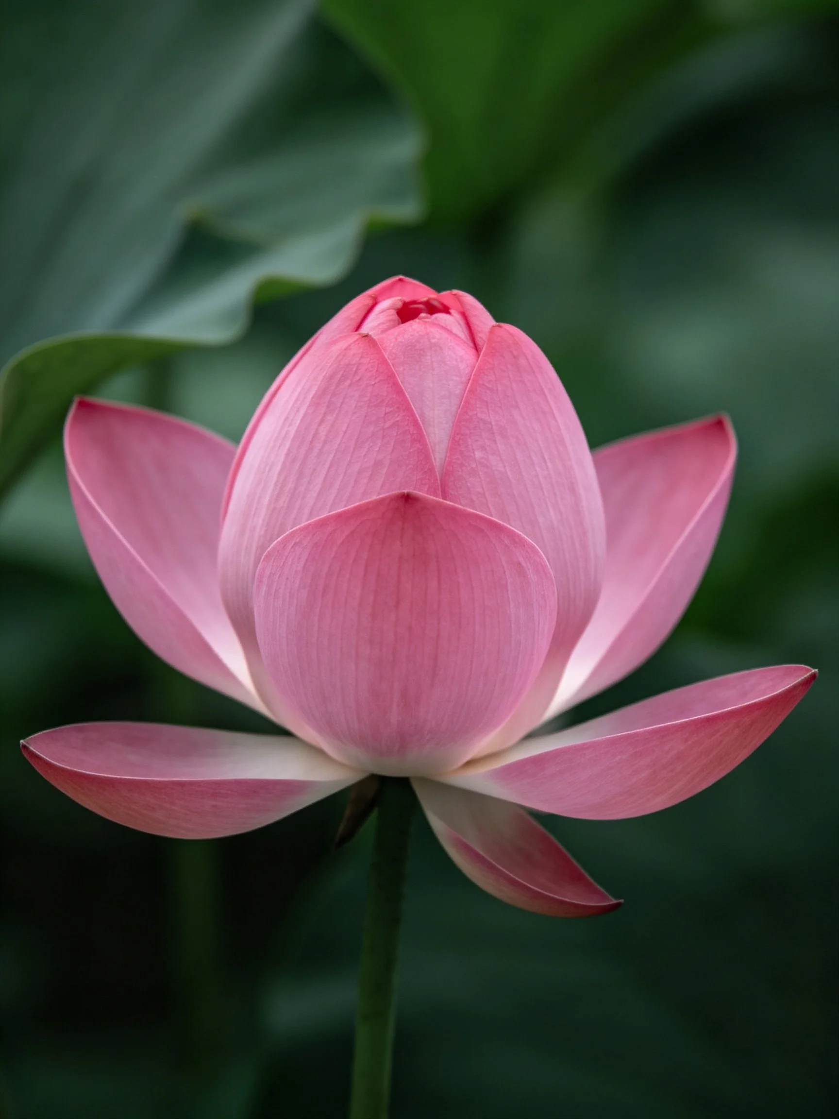 A vibrant pink lotus bud surrounded by dark green foliage