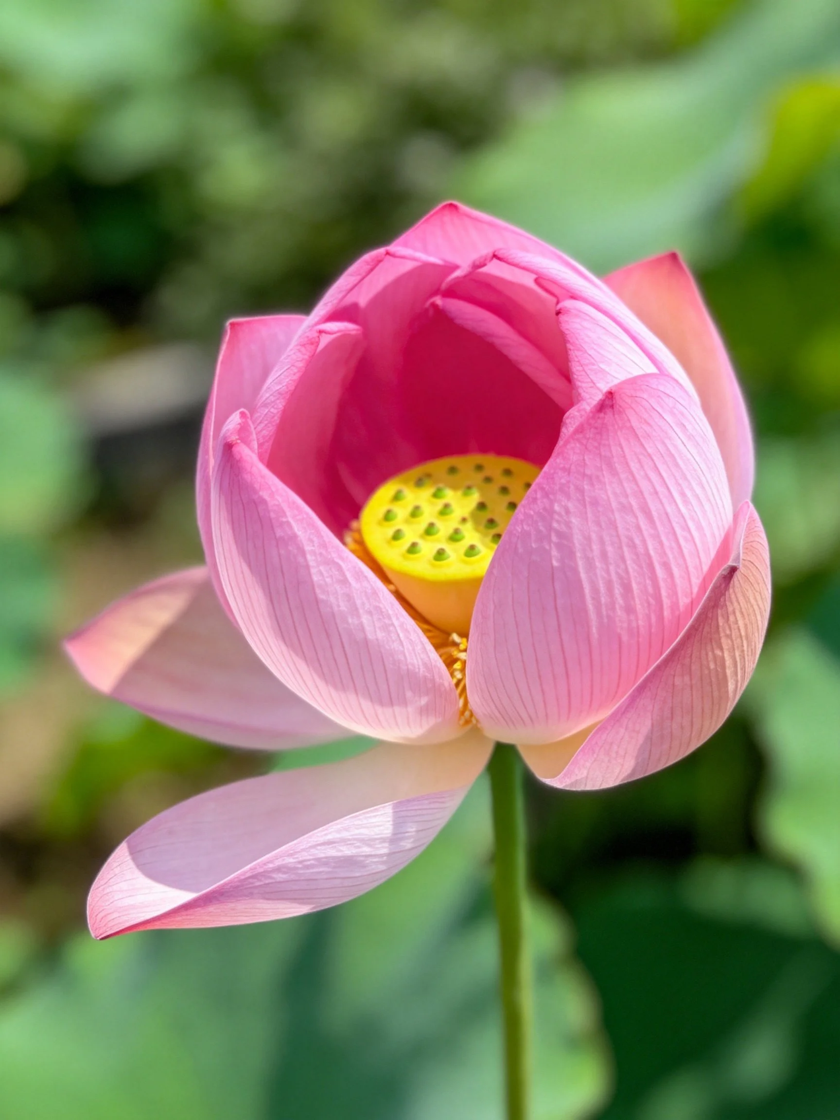 A vibrant pink lotus bud with a bright yellow center