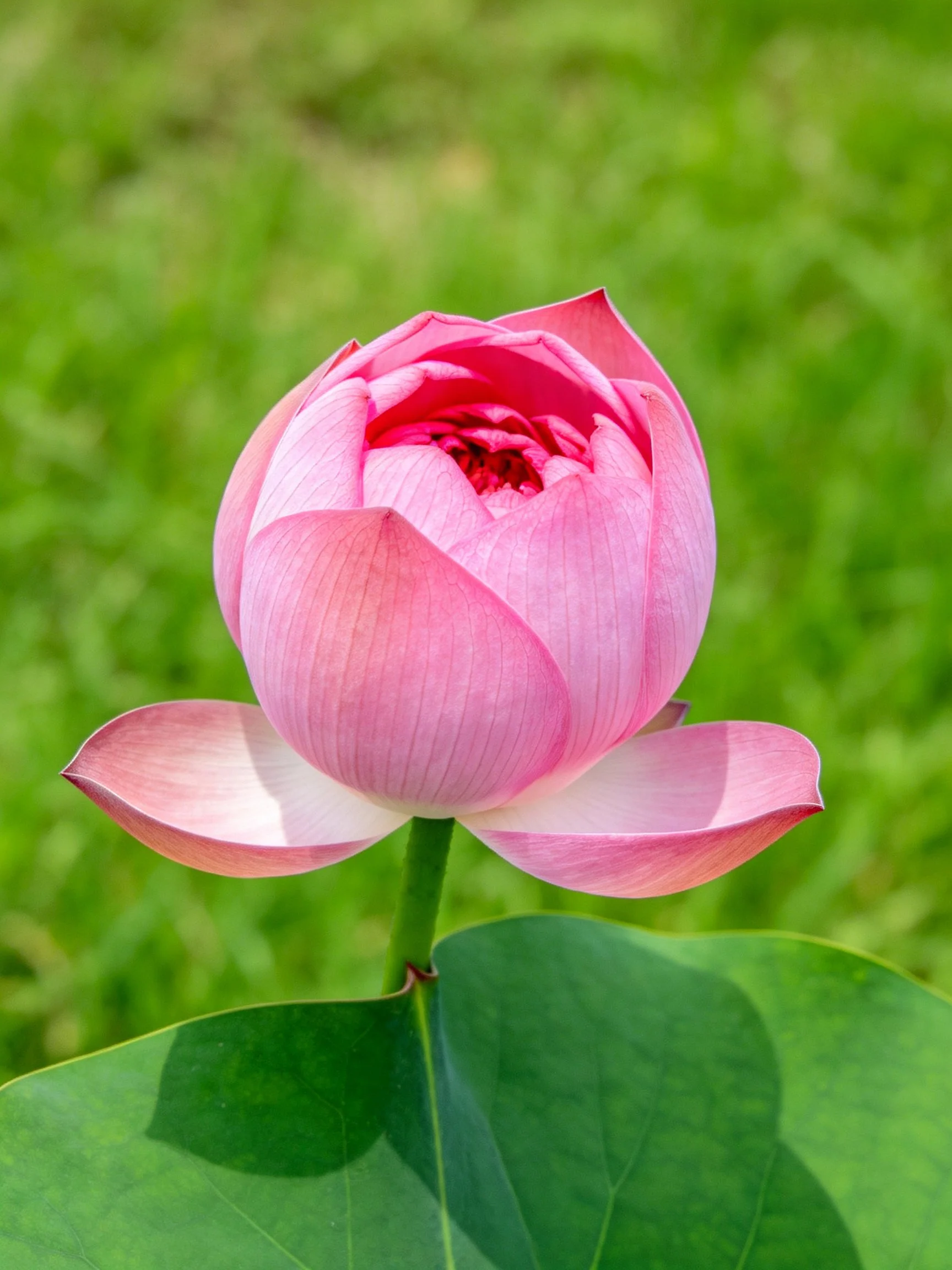 A vibrant pink lotus bud with large green leaves