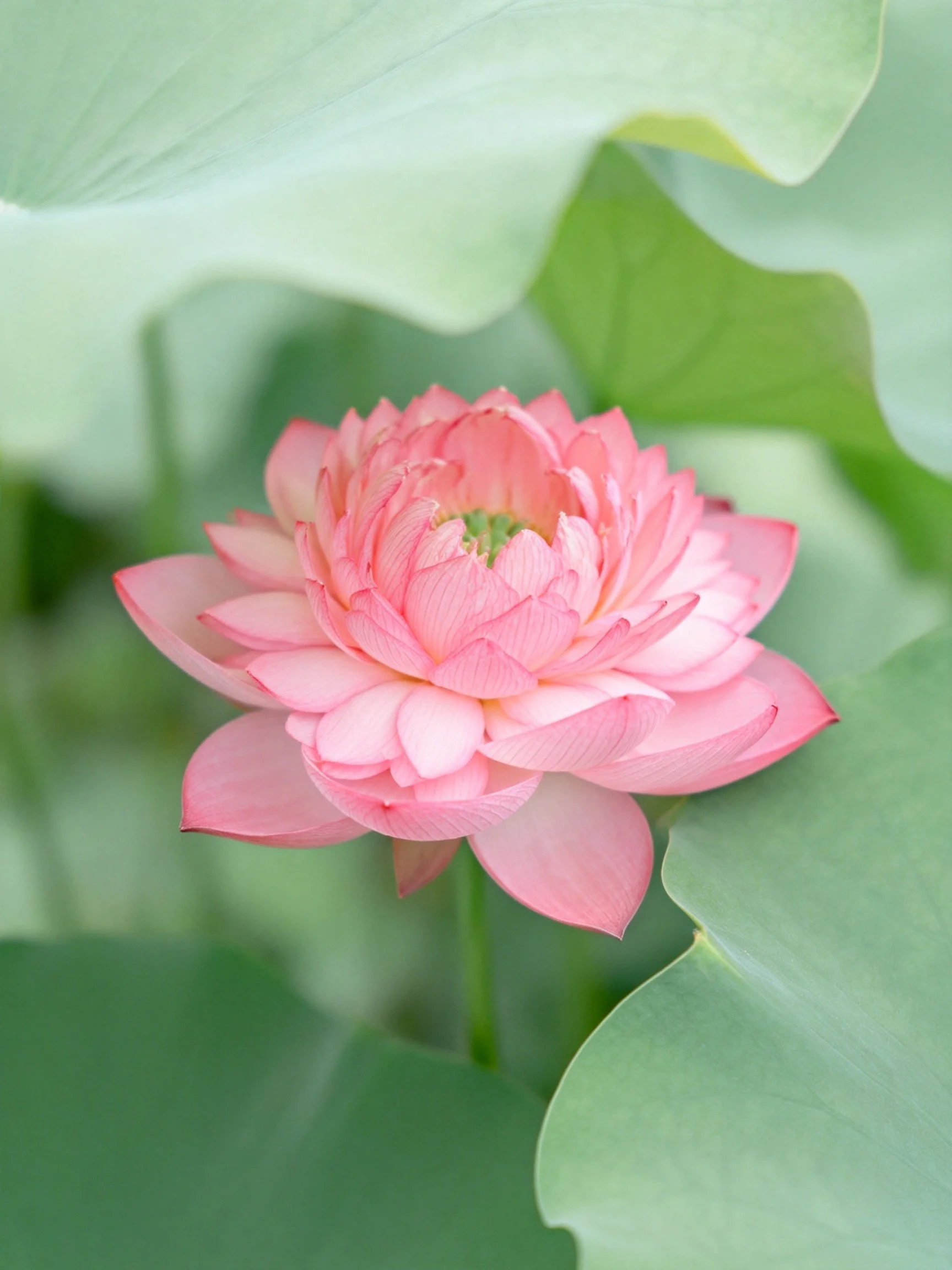 A vibrant pink lotus flower among large green leaves
