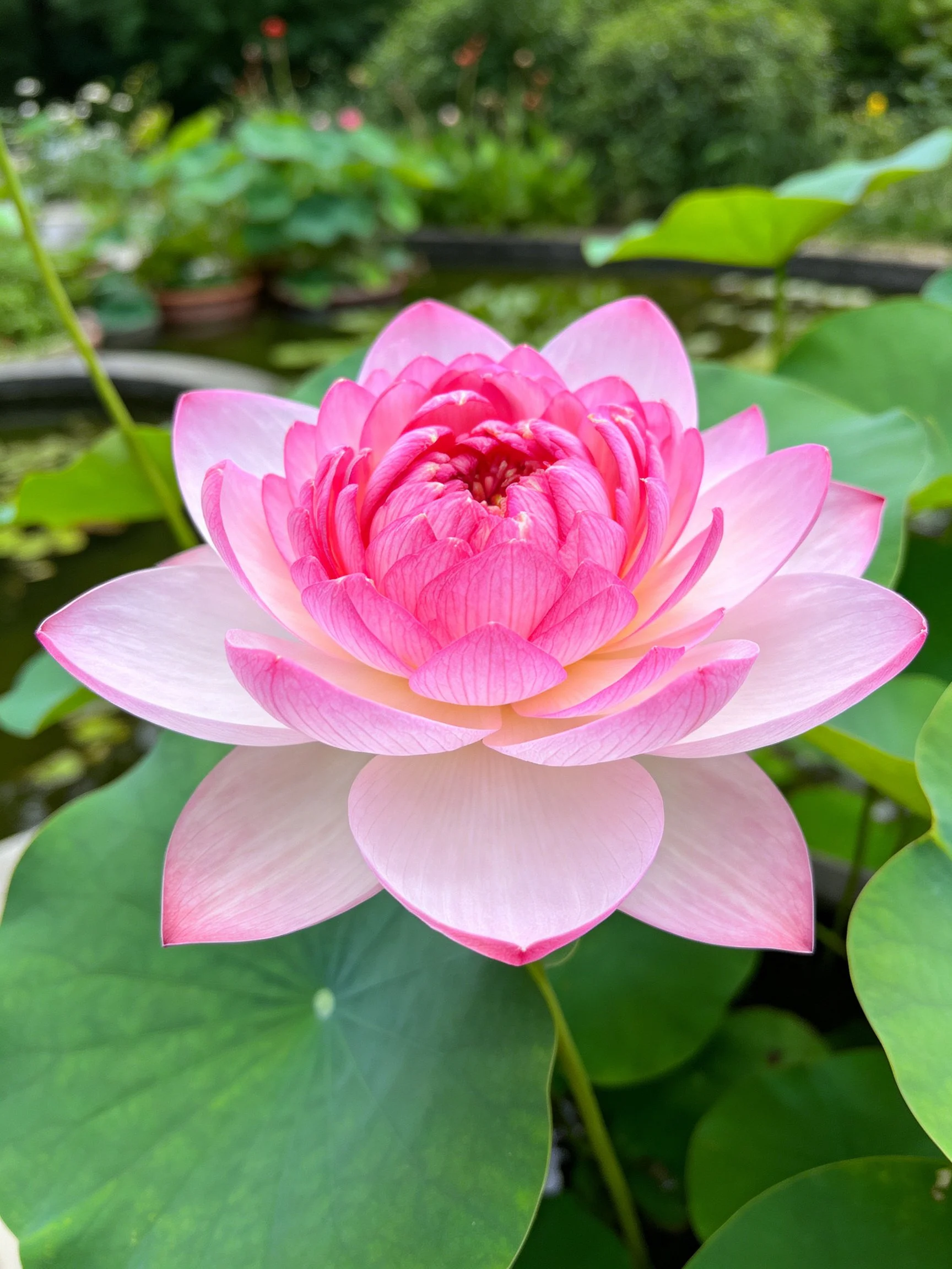 A vibrant pink lotus flower blooming near large green leaves