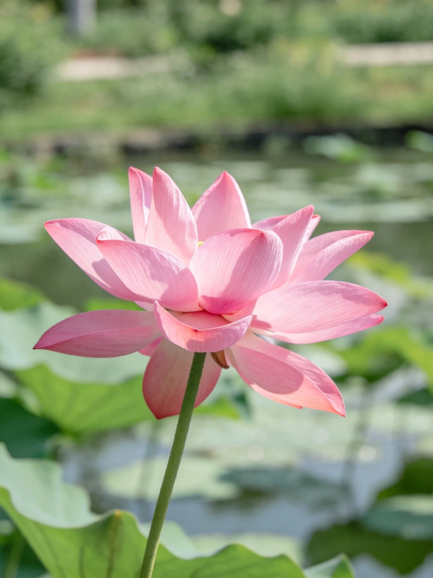 A vibrant pink lotus flower blooms amid green lily pads and water