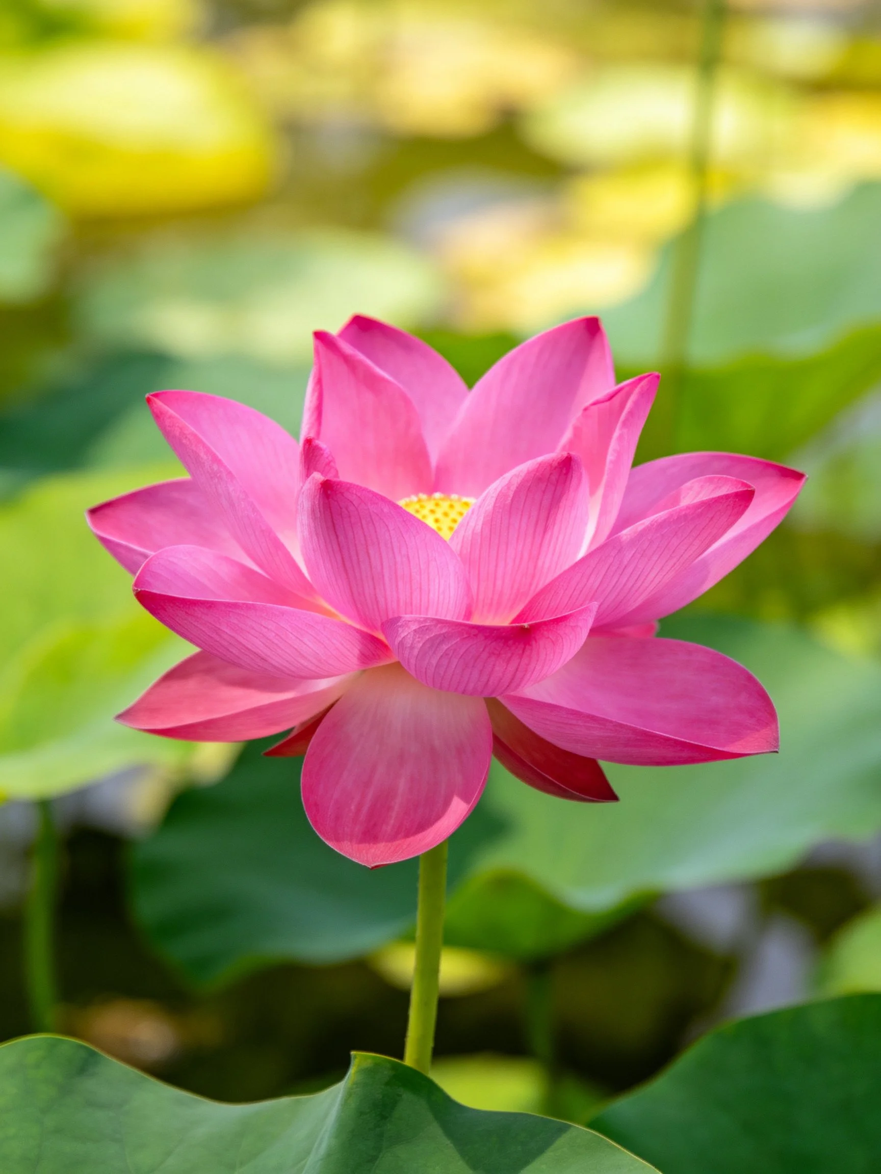 A vibrant pink lotus flower surrounded by large green leaves