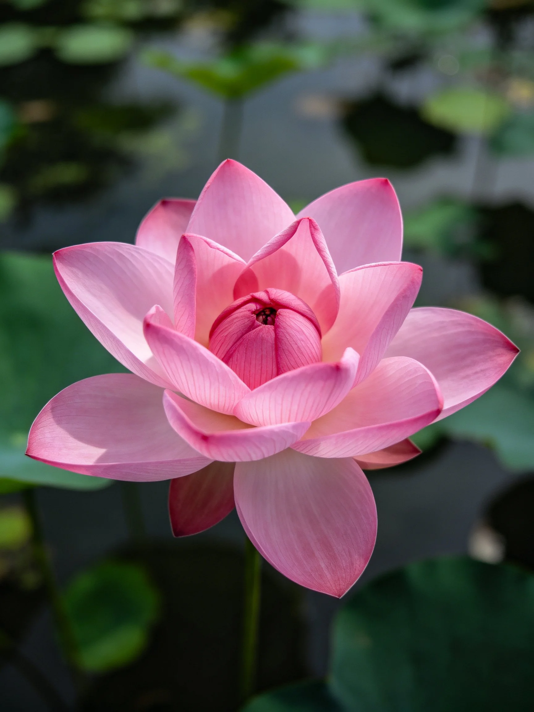 A vibrant pink lotus flower with layered petals