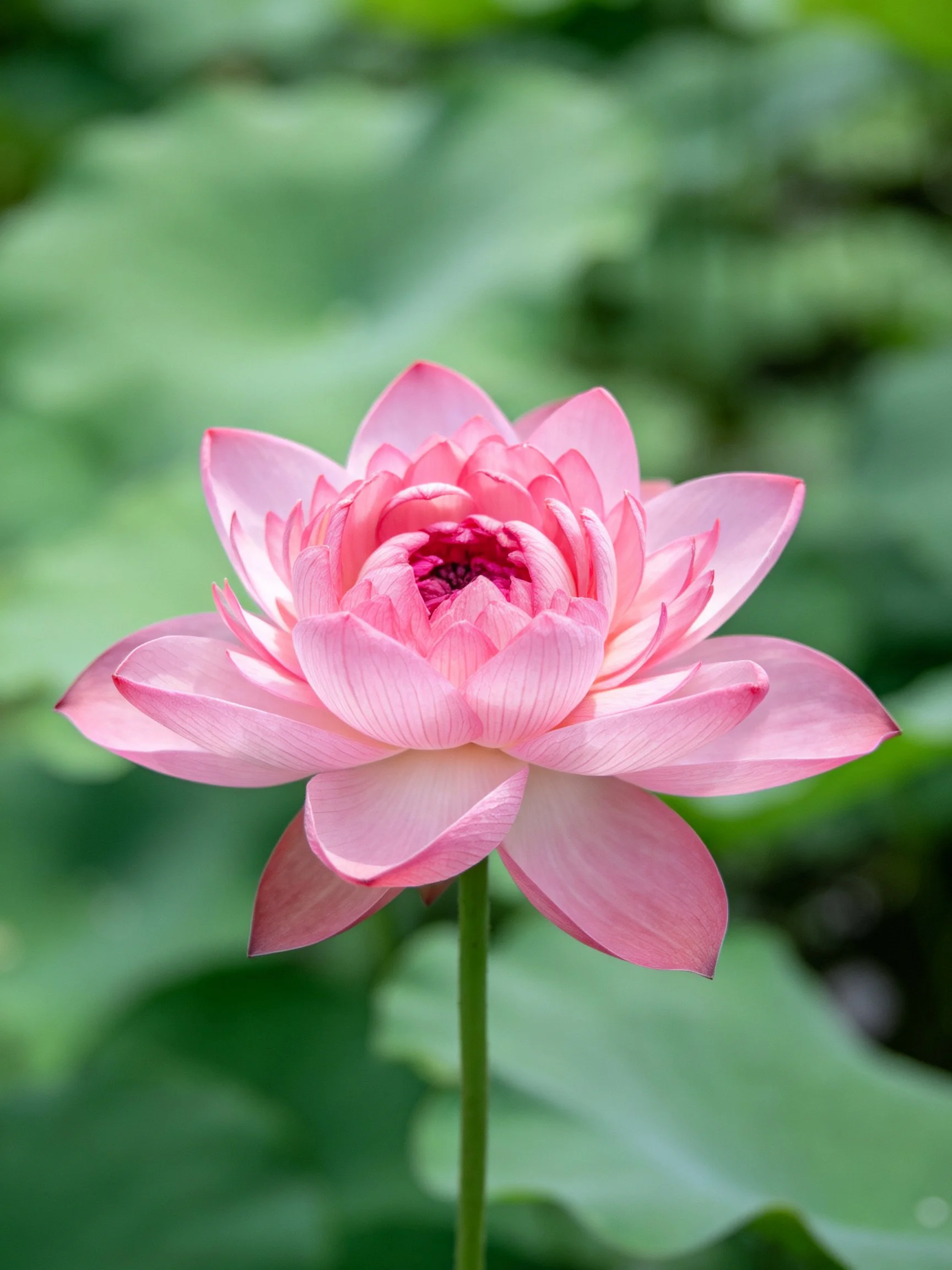 A single pink lotus blooms against a backdrop of soft green foliage.