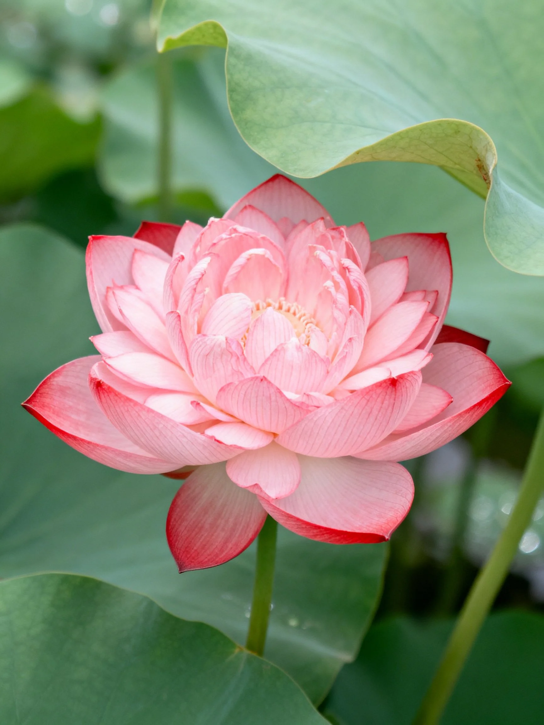 A vibrant pink lotus with layered petals and large green leaves