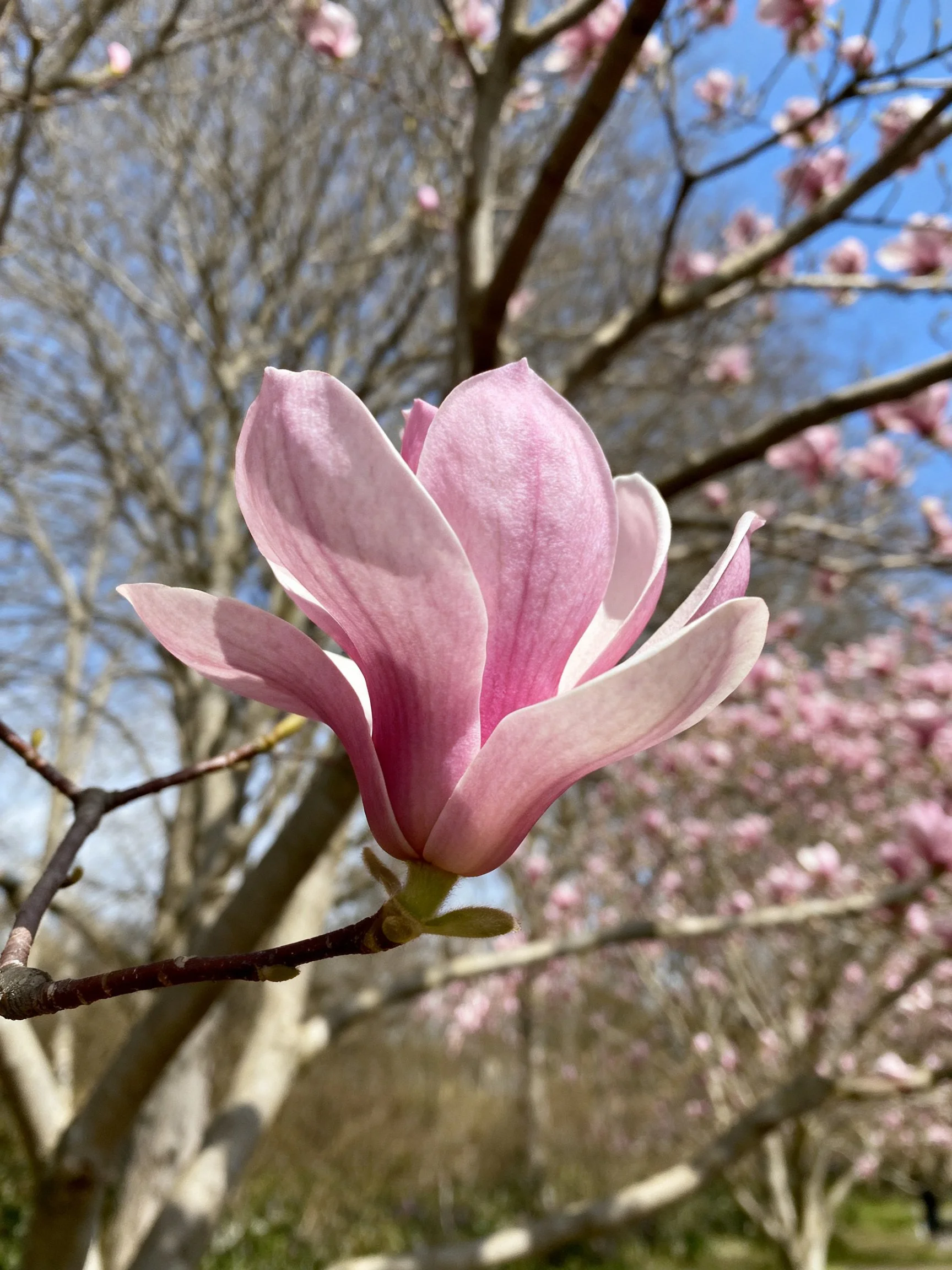 A vibrant pink magnolia flower near blooming trees
