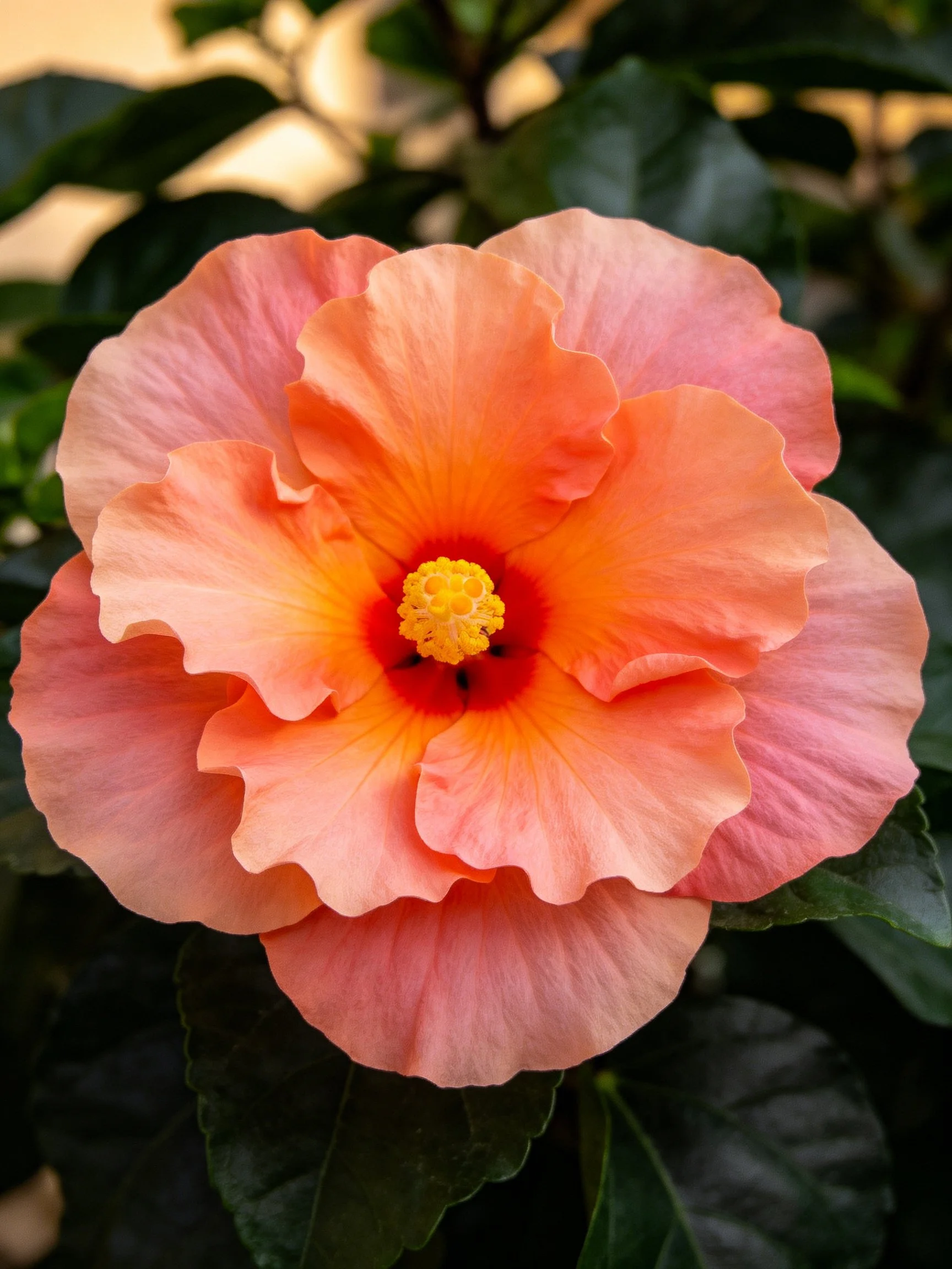 A vibrant pink-orange hibiscus flower with layered petals