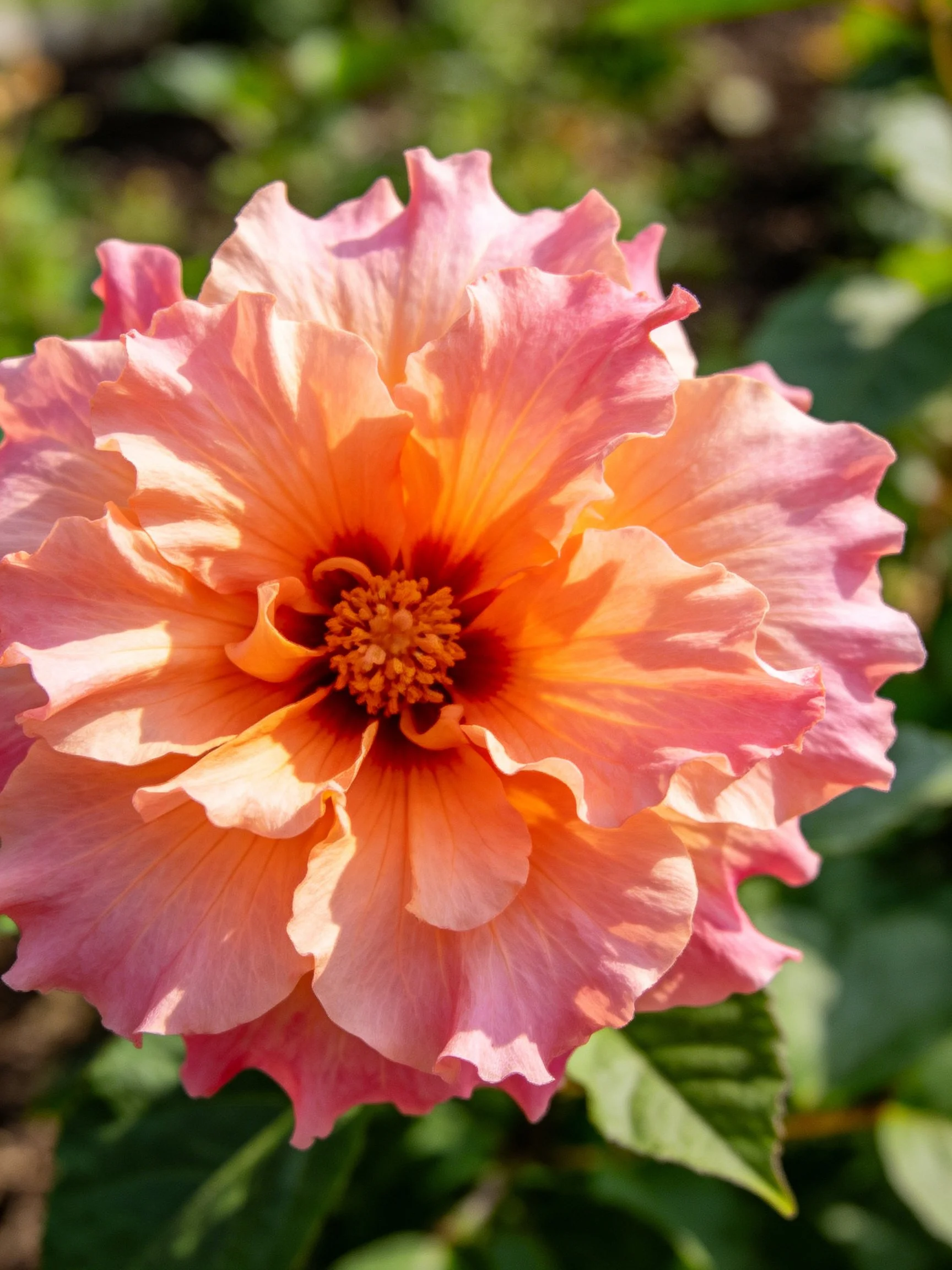 A vibrant pink-orange hibiscus with layered petals