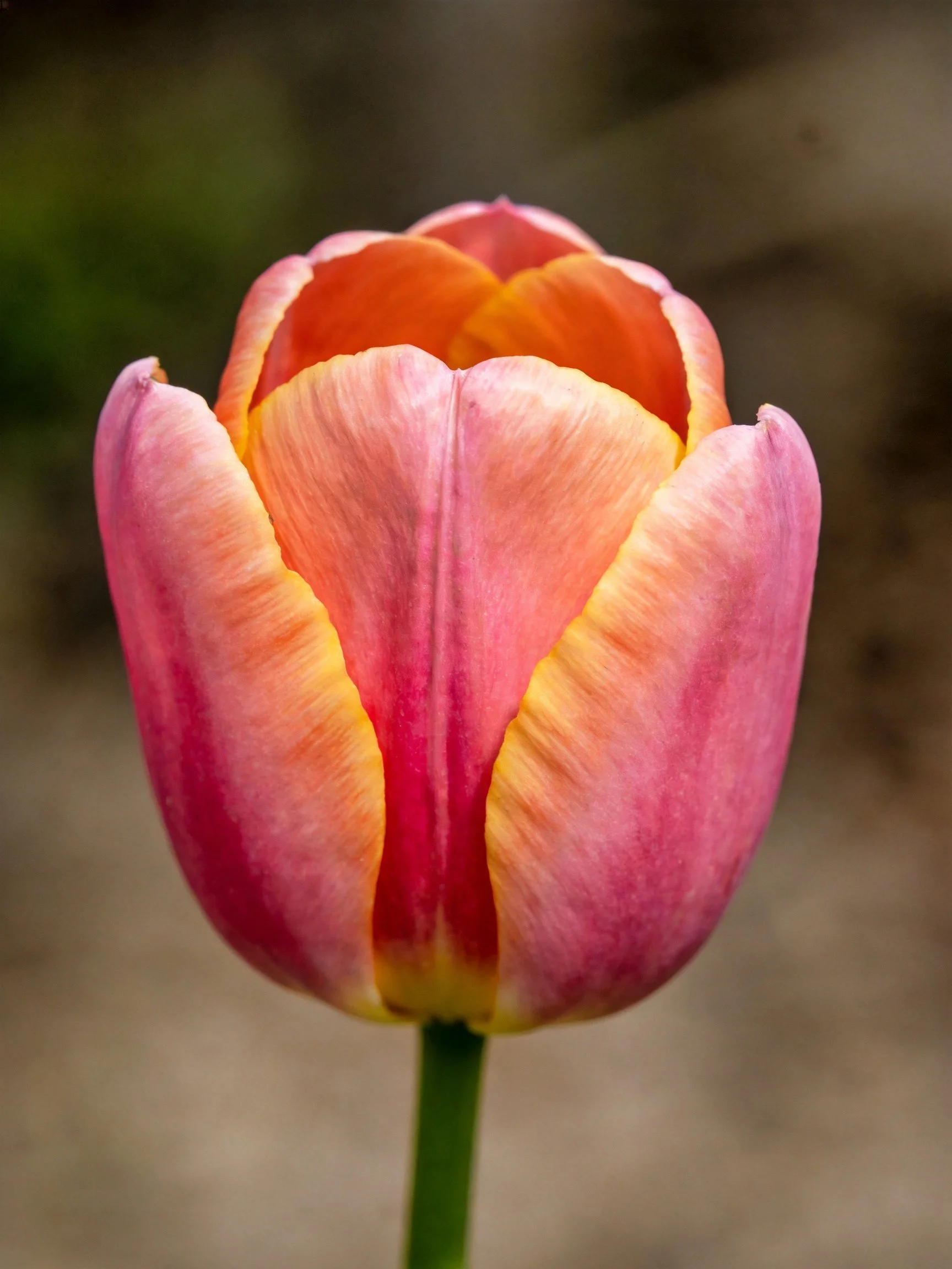 A vibrant pink-orange tulip bud with soft color gradients