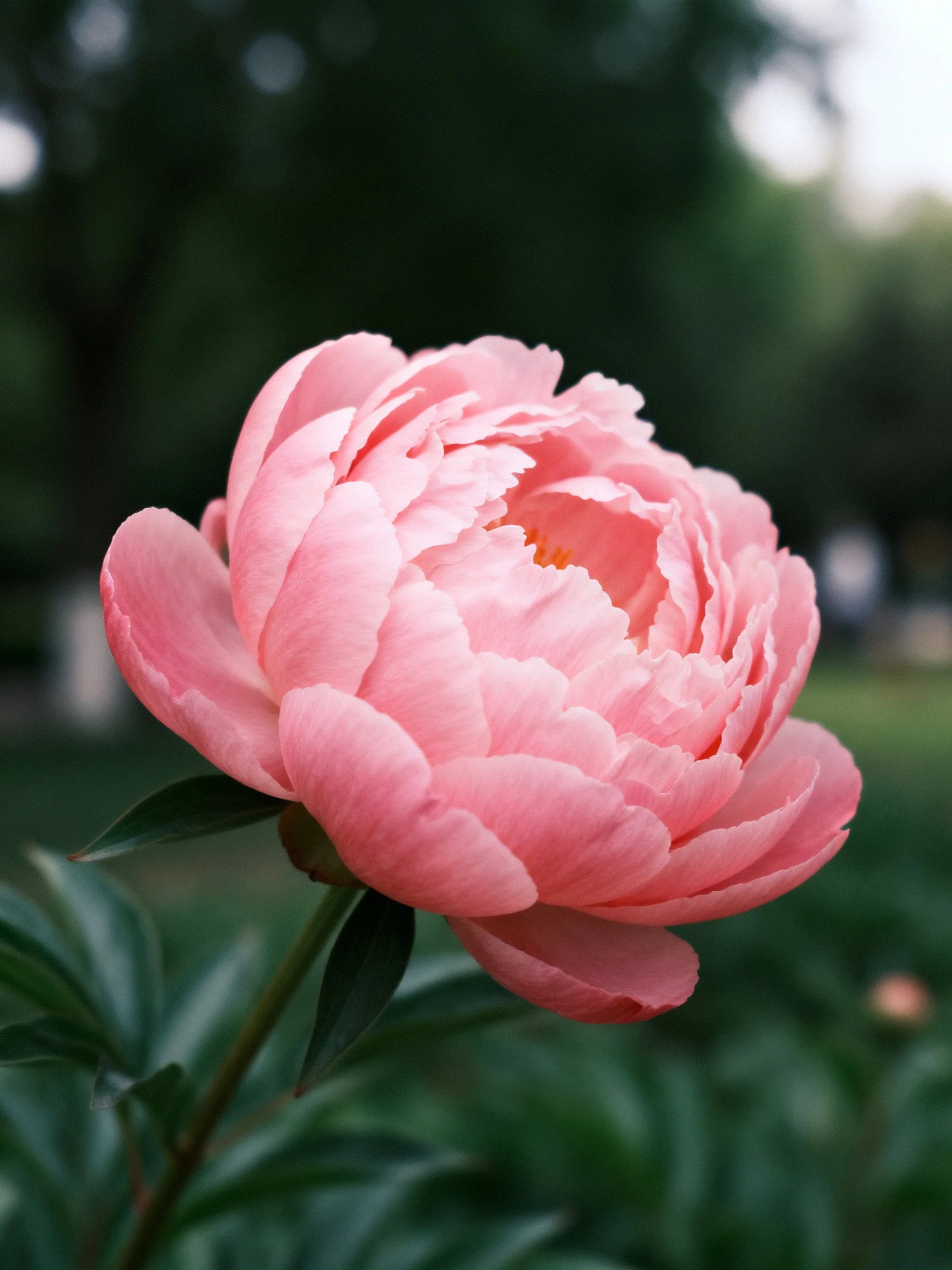 A vibrant pink peony blooms against a blurred green landscape