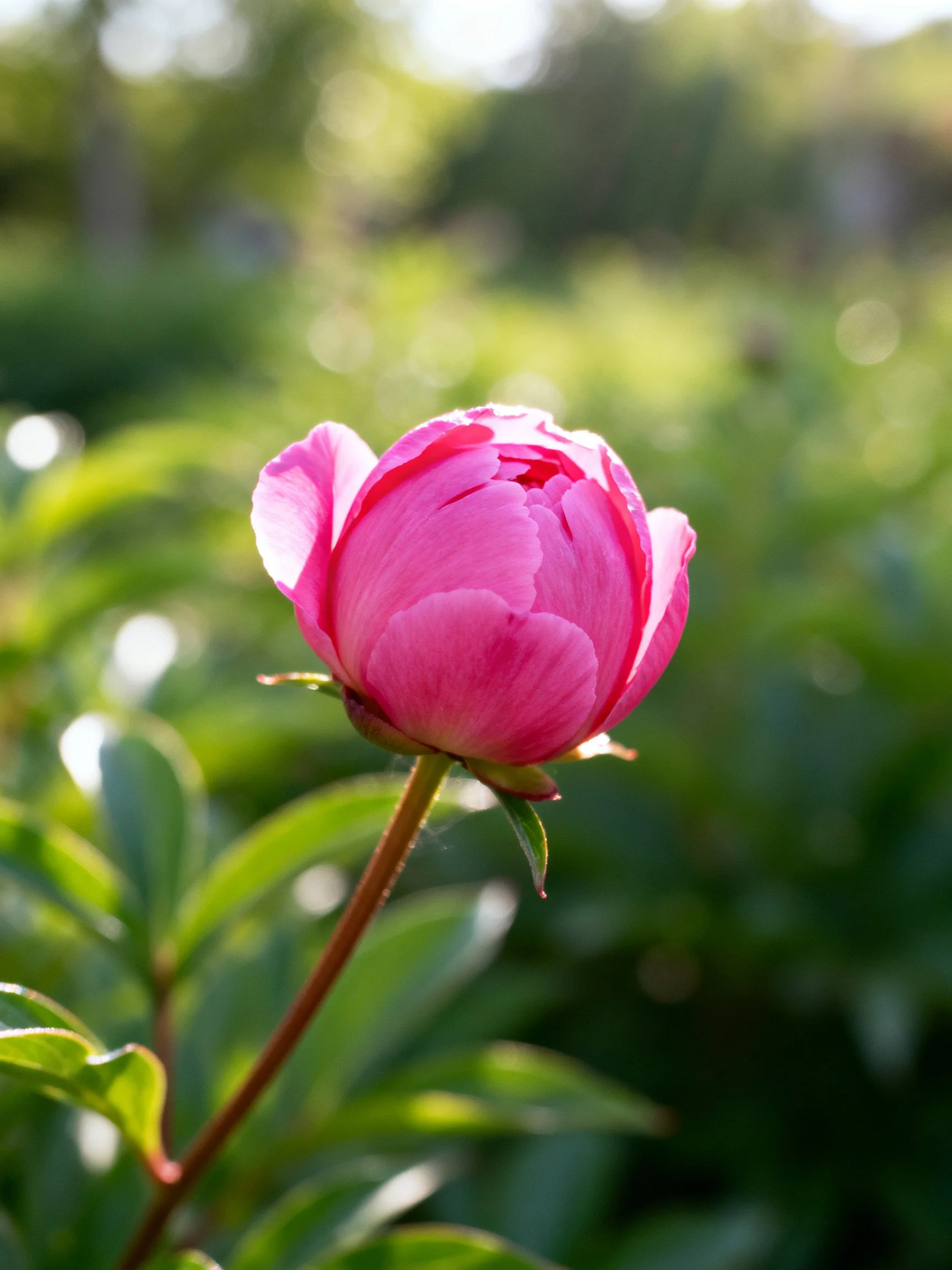 A vibrant pink peony bud amidst lush green foliage