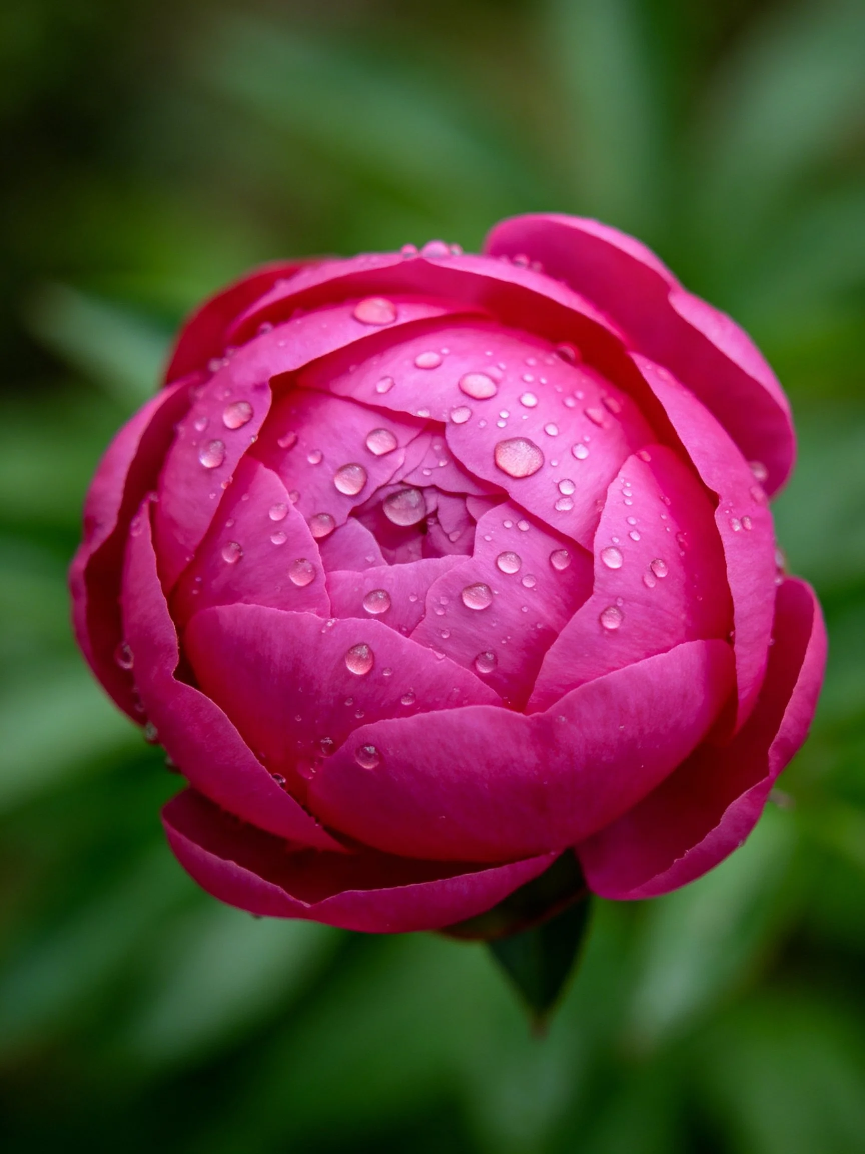 A vibrant pink peony bud with glistening water droplets