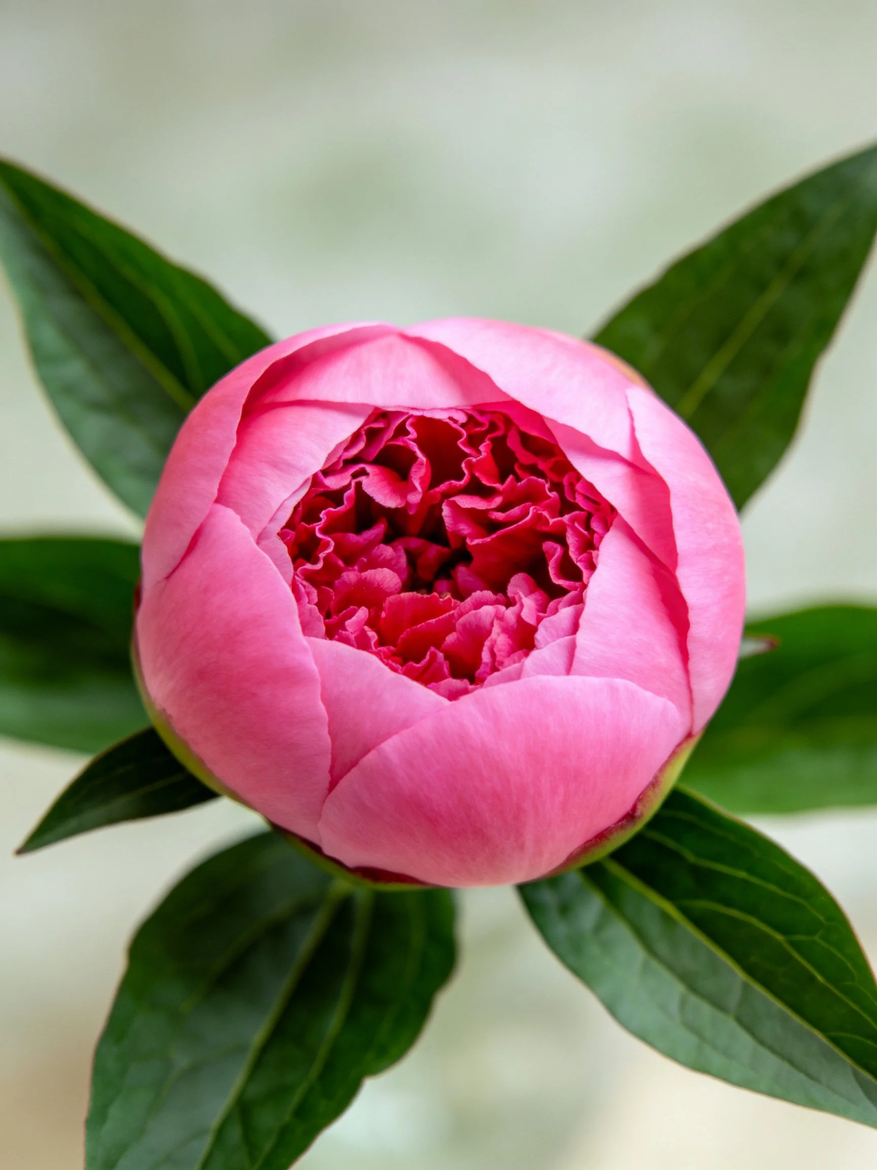 A vibrant pink peony bud with lush green leaves
