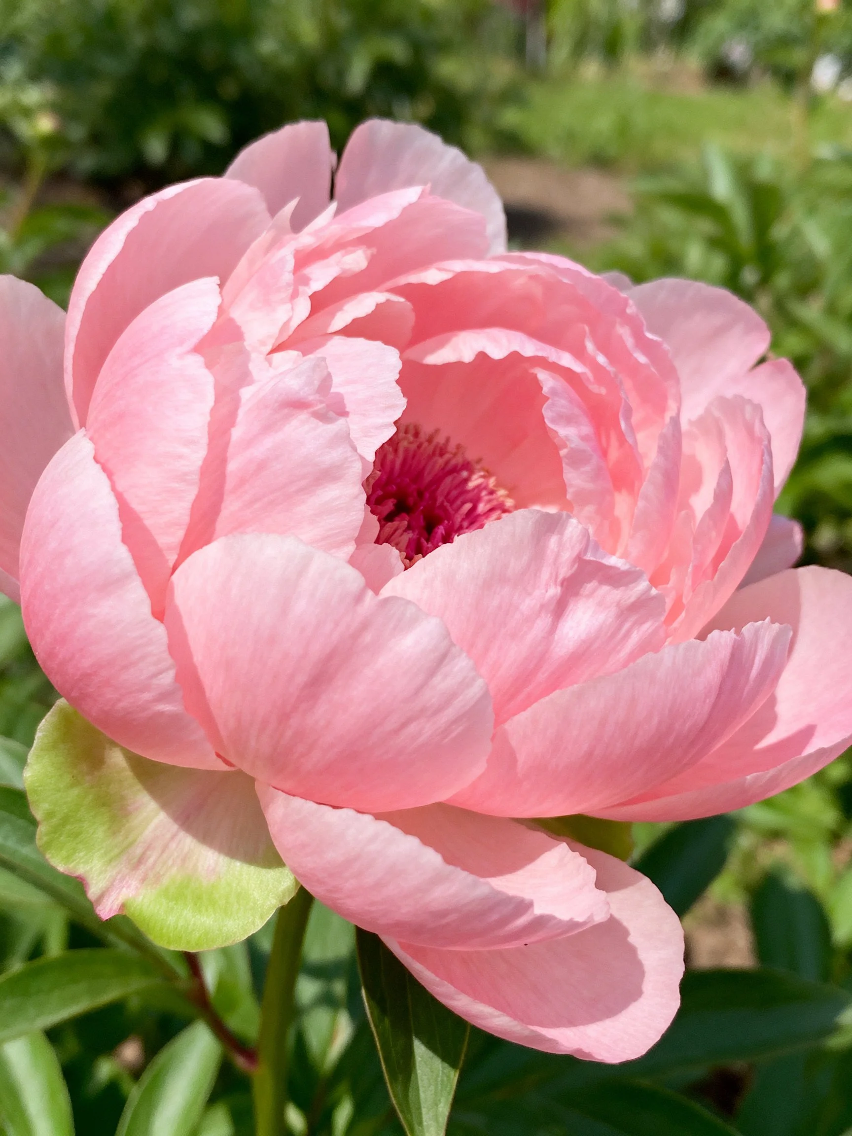 A vibrant pink peony in full bloom with layered petals