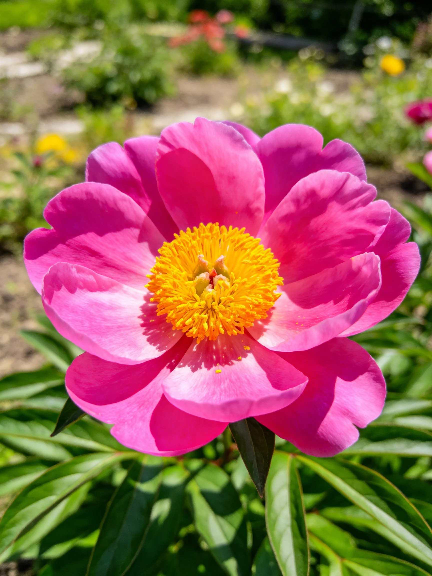 A vibrant pink peony with bright yellow center in a sunlit garden