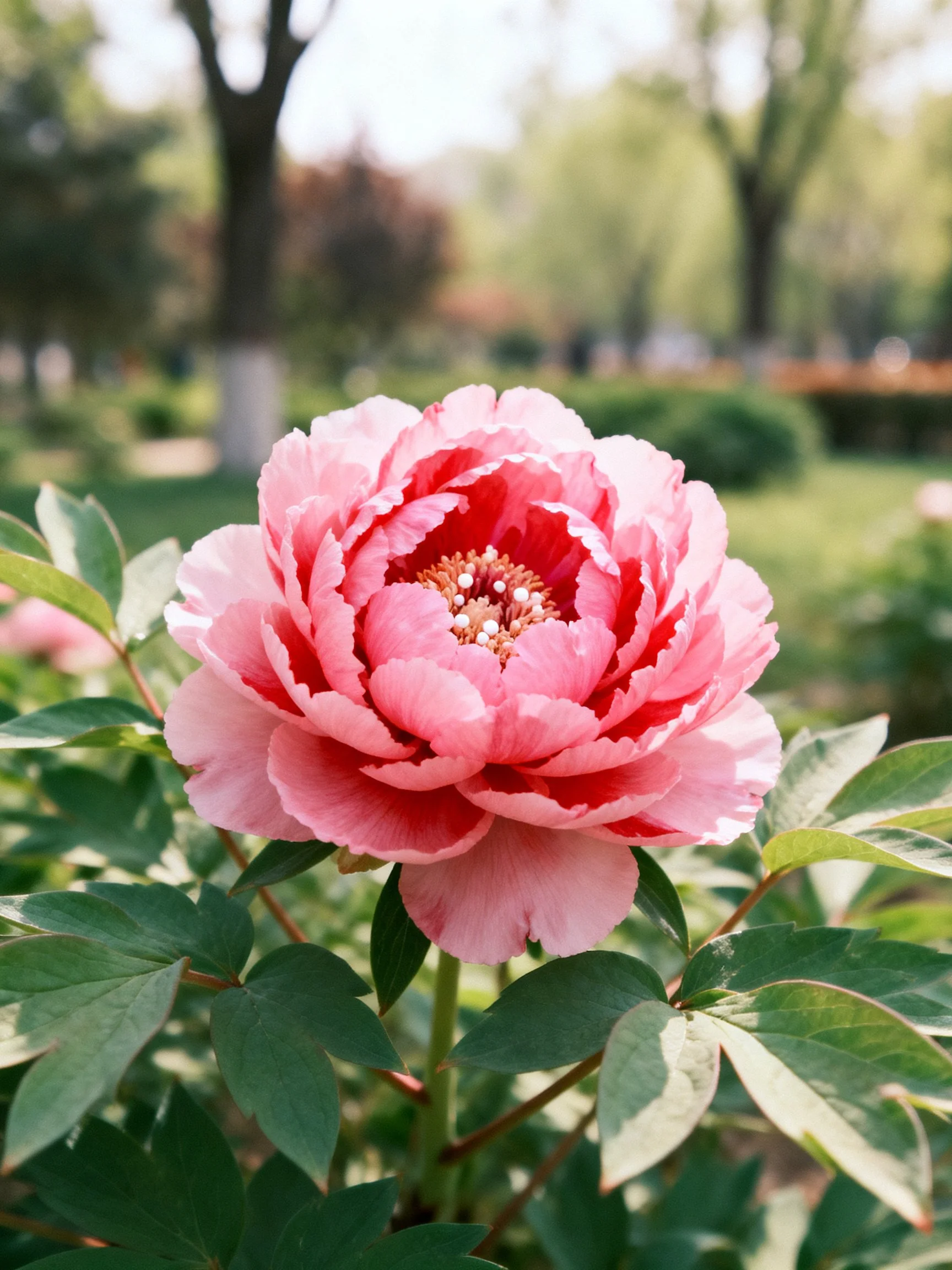 A vibrant pink peony with layered petals in a sunlit garden