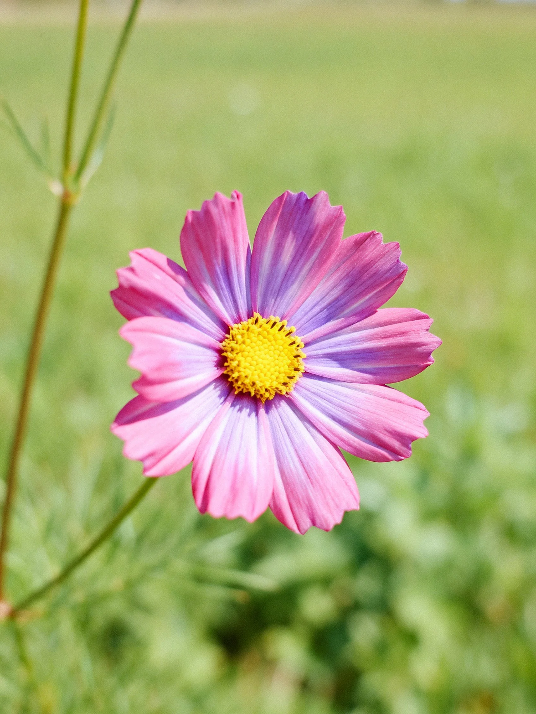 A vibrant pink-purple cosmos flower with a bright yellow center