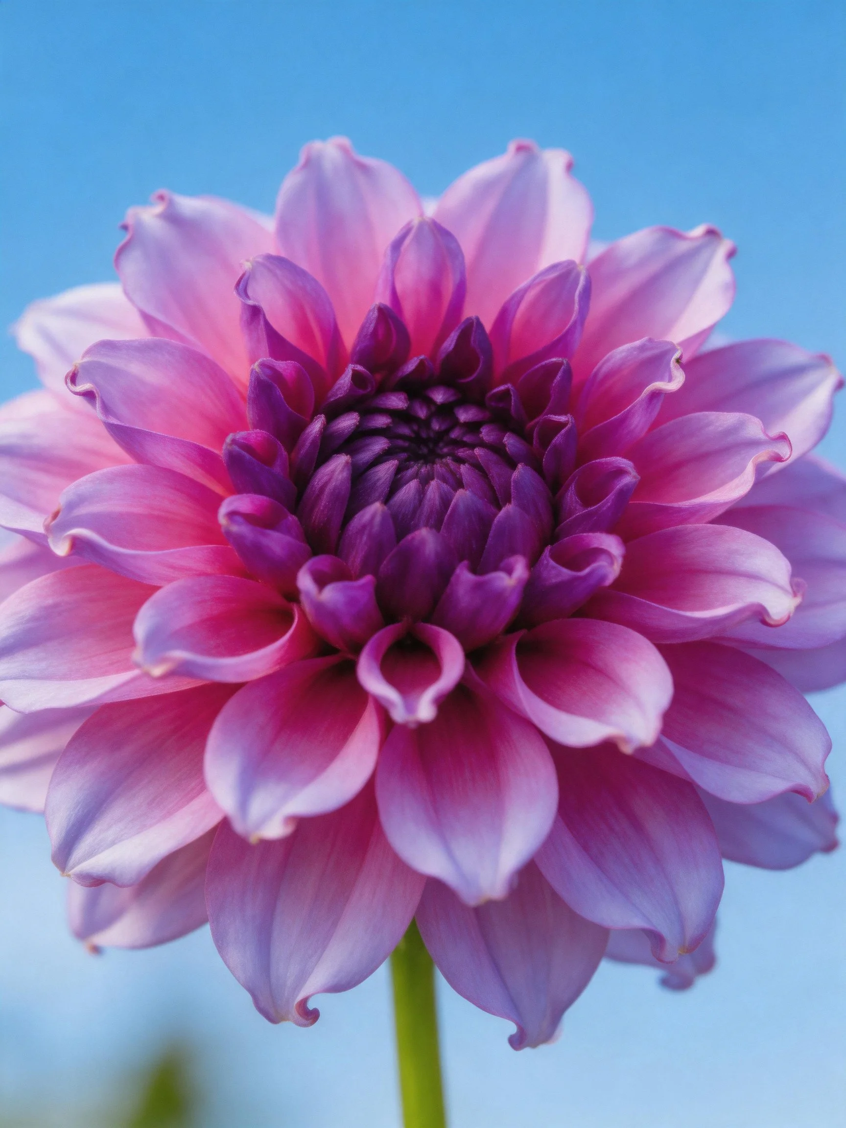 A vibrant pink-purple dahlia with layered petals against a clear blue sky