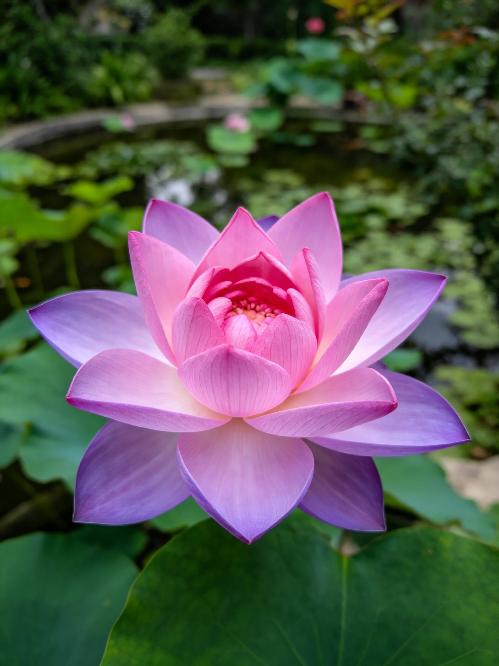A vibrant pink-purple lotus blooms amid lush green foliage