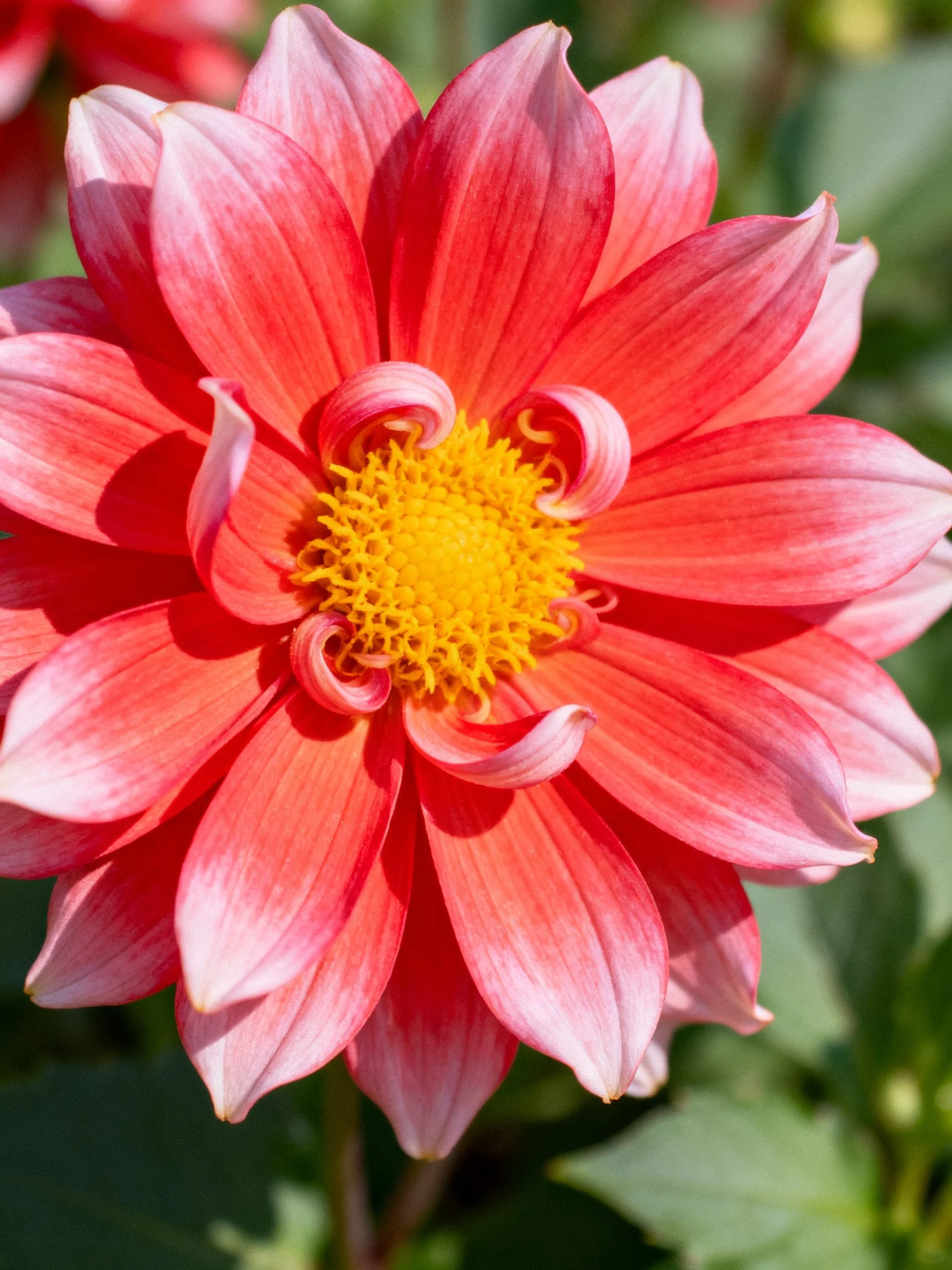 A vibrant pink-red dahlia with layered petals and yellow center