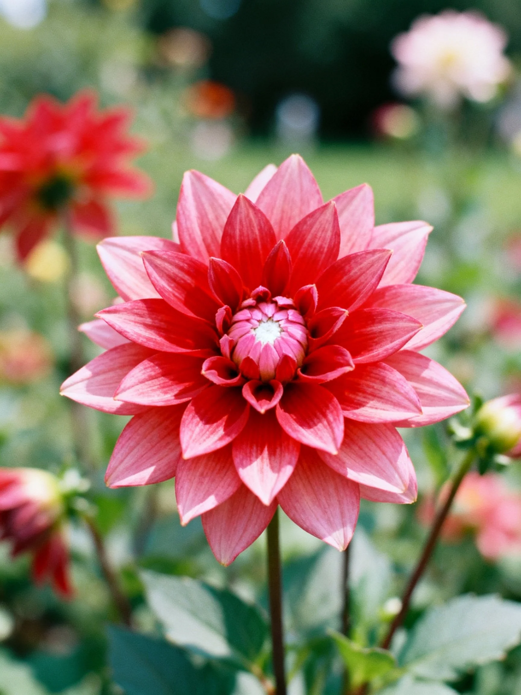 A vibrant pink-red dahlia with layered petals in a garden setting