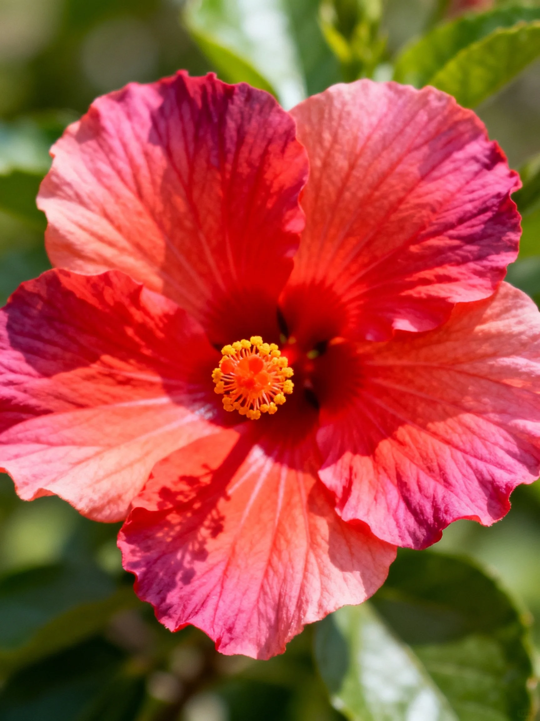 A vibrant pink-red hibiscus flower with yellow center