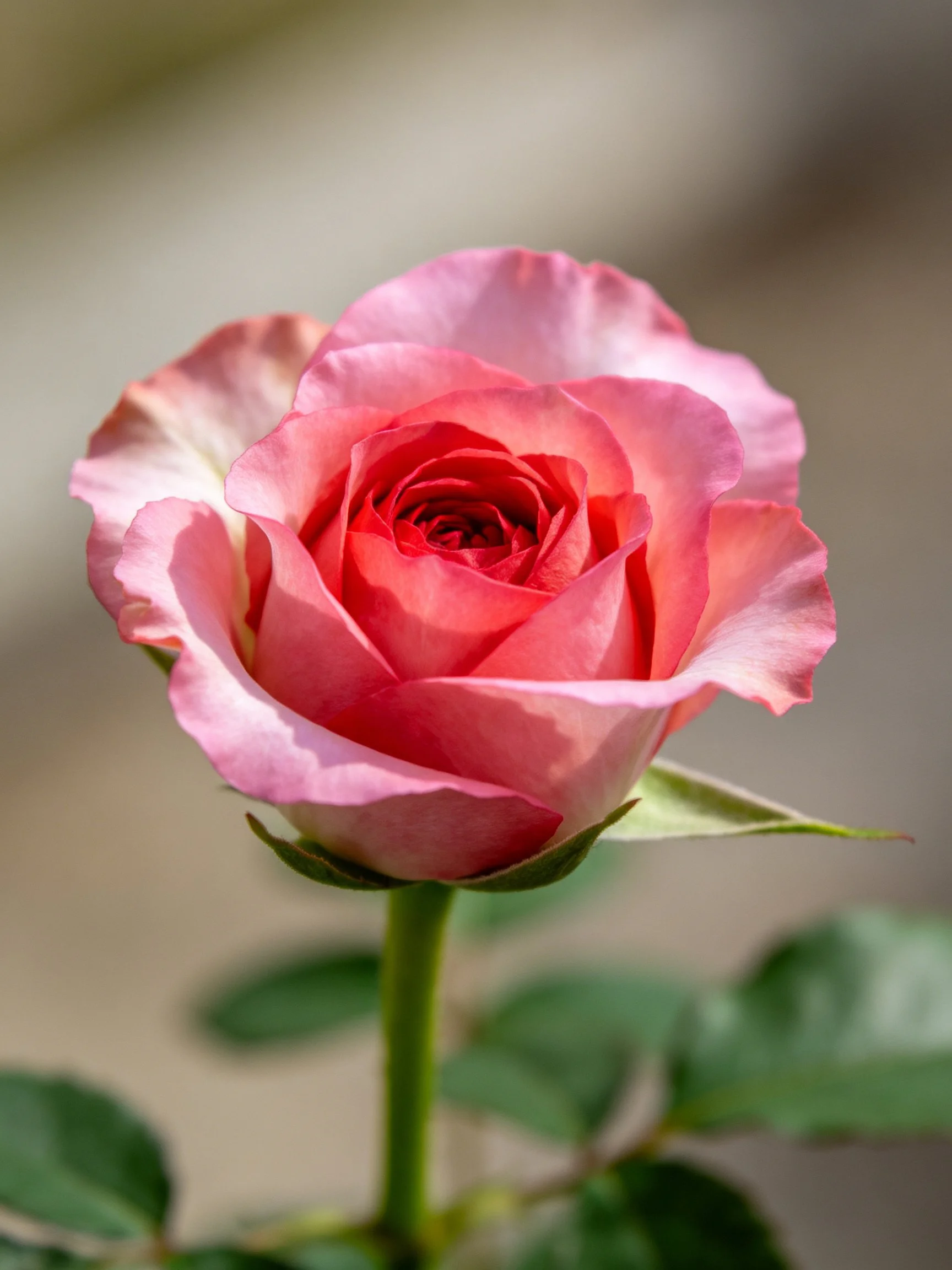 A vibrant pink rose with gradient petals and green leaves
