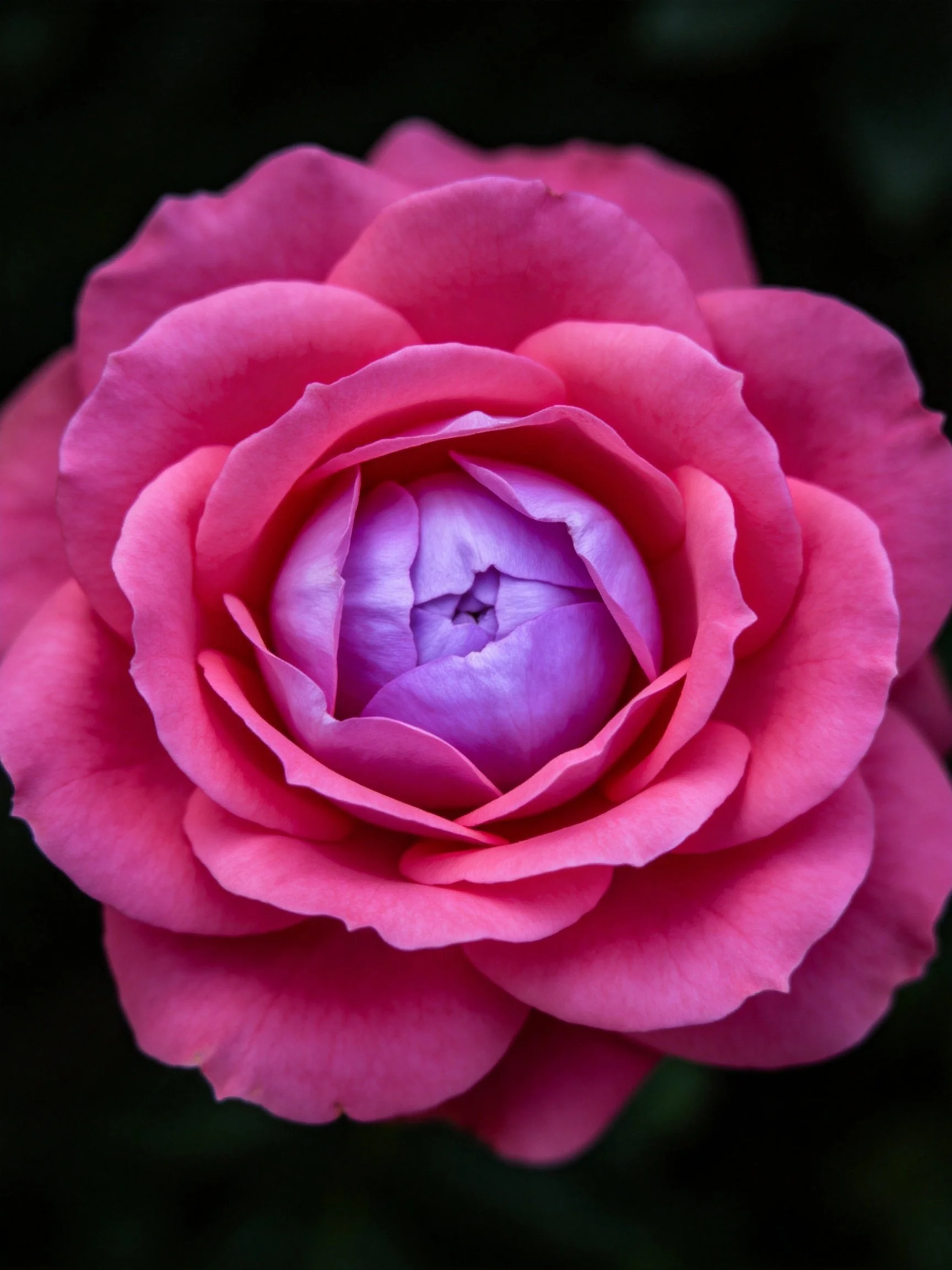 A vibrant pink rose with layered petals and purple center